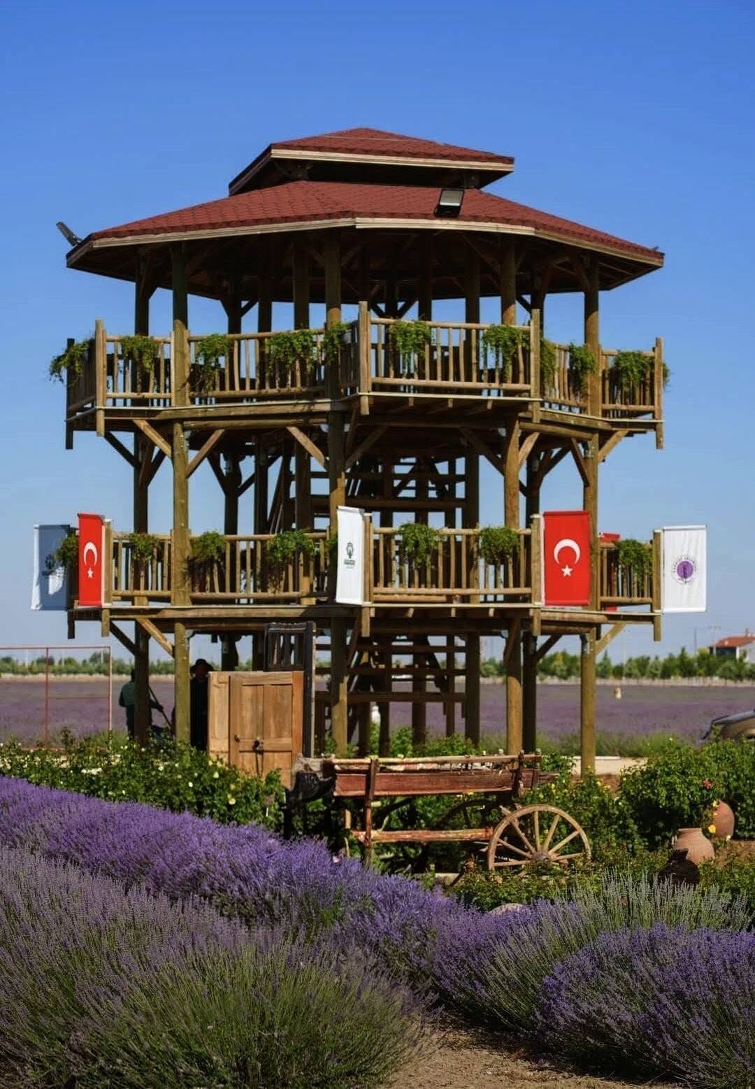 Konya Karatay Lavanta Bahçesi Ziyaretçilerini Büyülüyor4