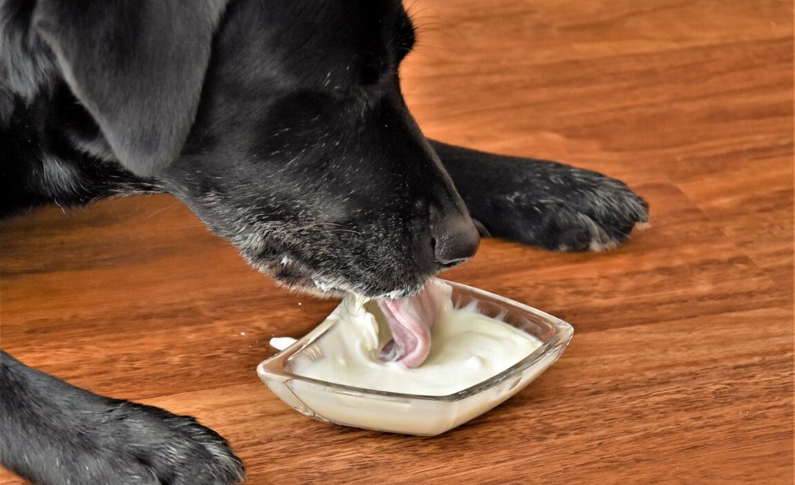 Köpek3