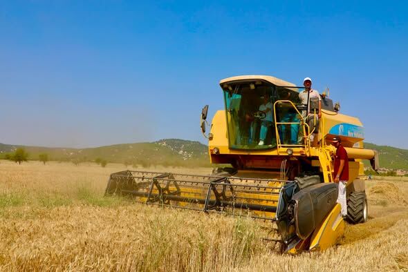 Korkuteli Belediyesinde Buğday Hasadı Başladı1
