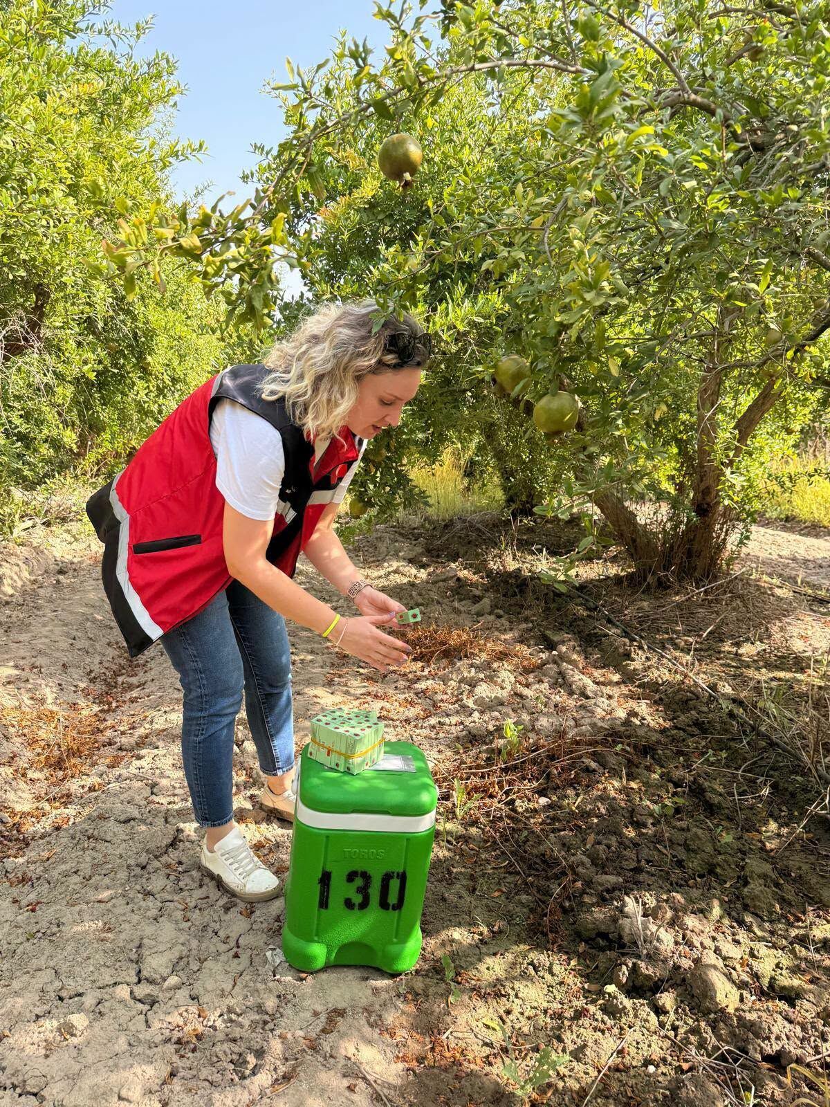 Nar Bahçelerinde Doğal Mücadele İçin 27 Bin Böcek Salındı1