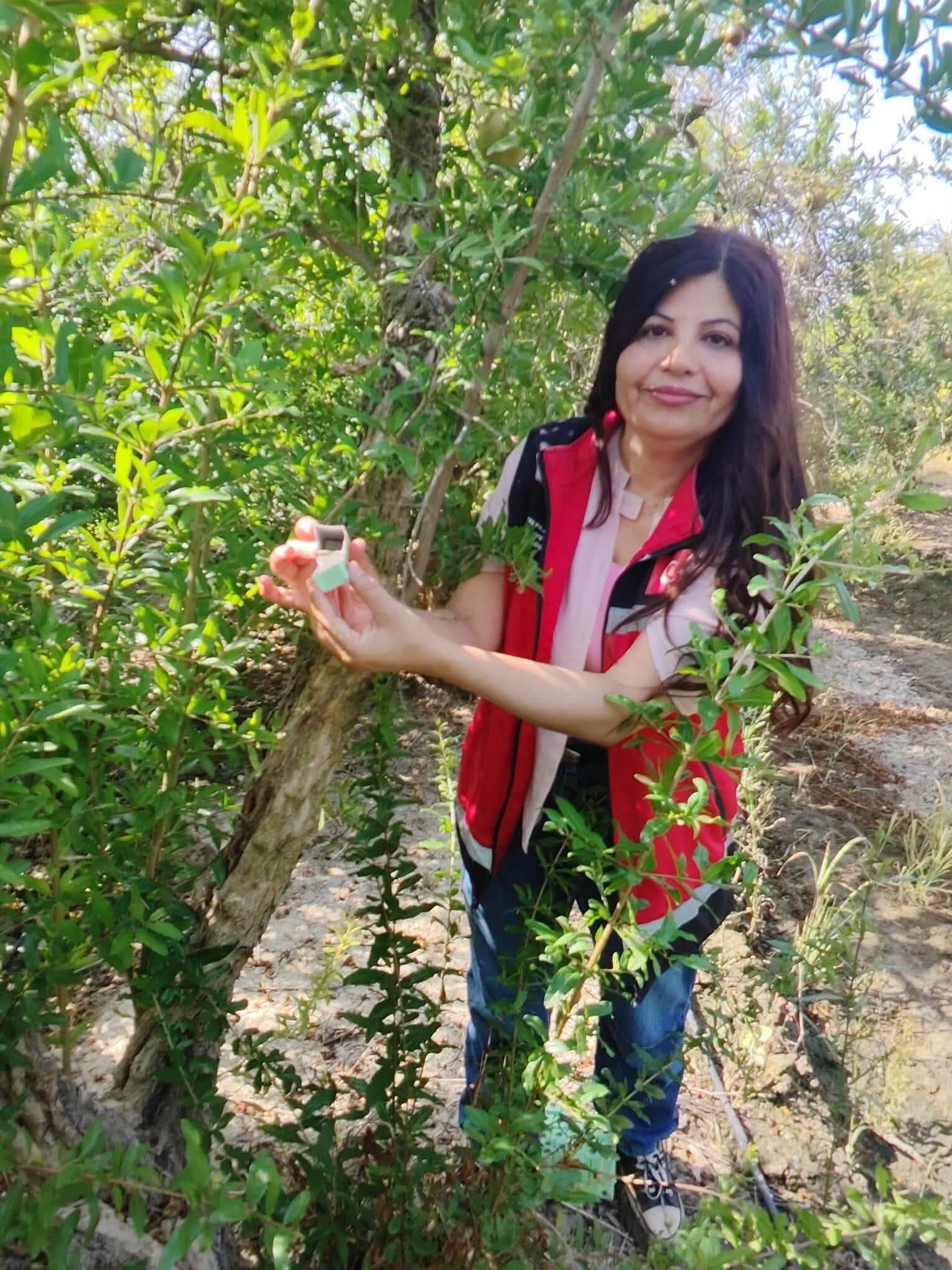 Nar Bahçelerinde Doğal Mücadele İçin 27 Bin Böcek Salındı3