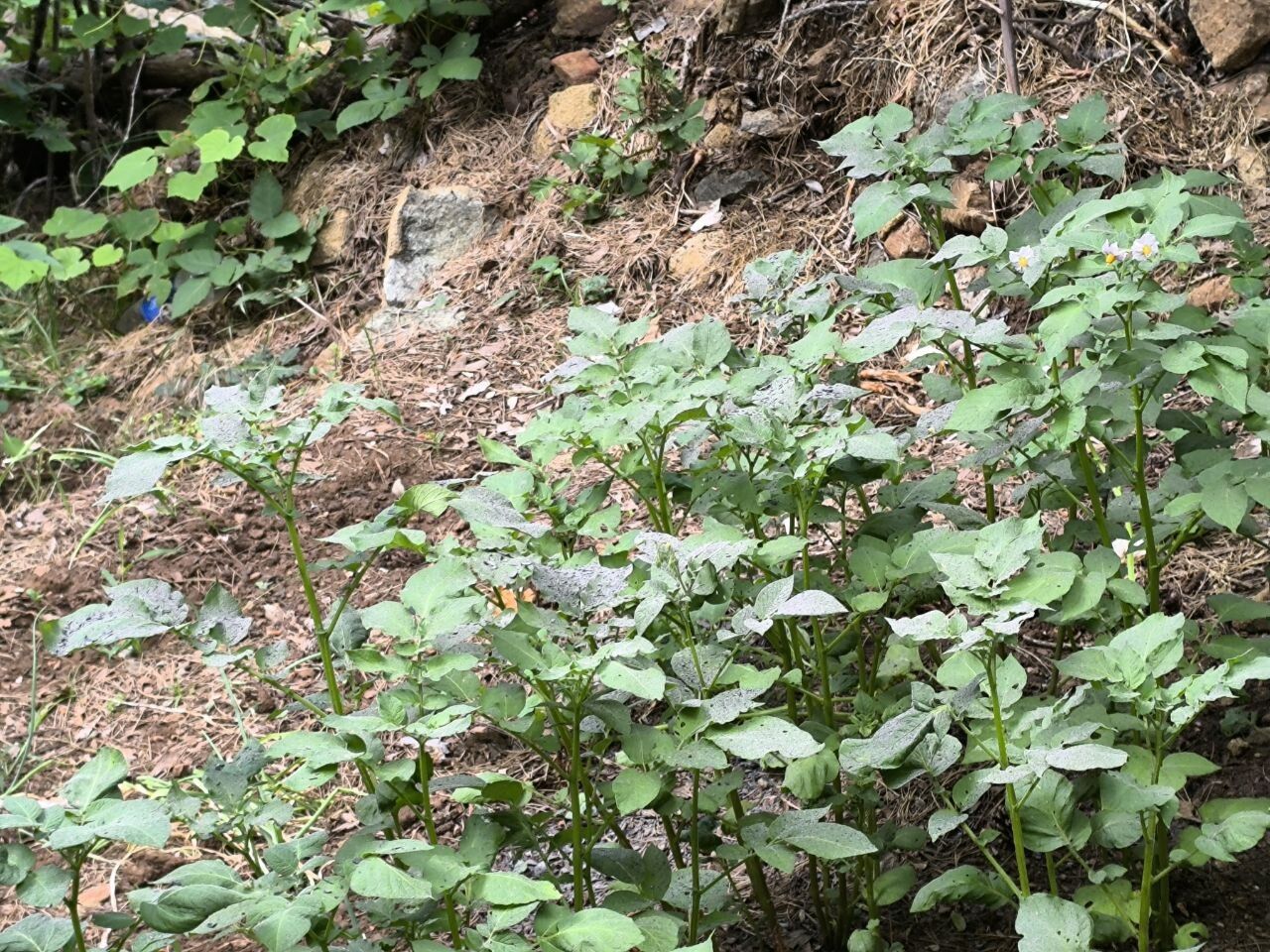 Odun Külüyle Doğal Tarımın Sırrı Ne (11)