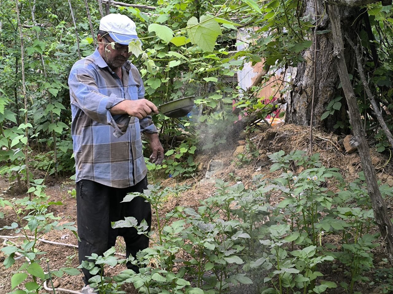 Odun Külüyle Doğal Tarımın Sırrı Ne (2)