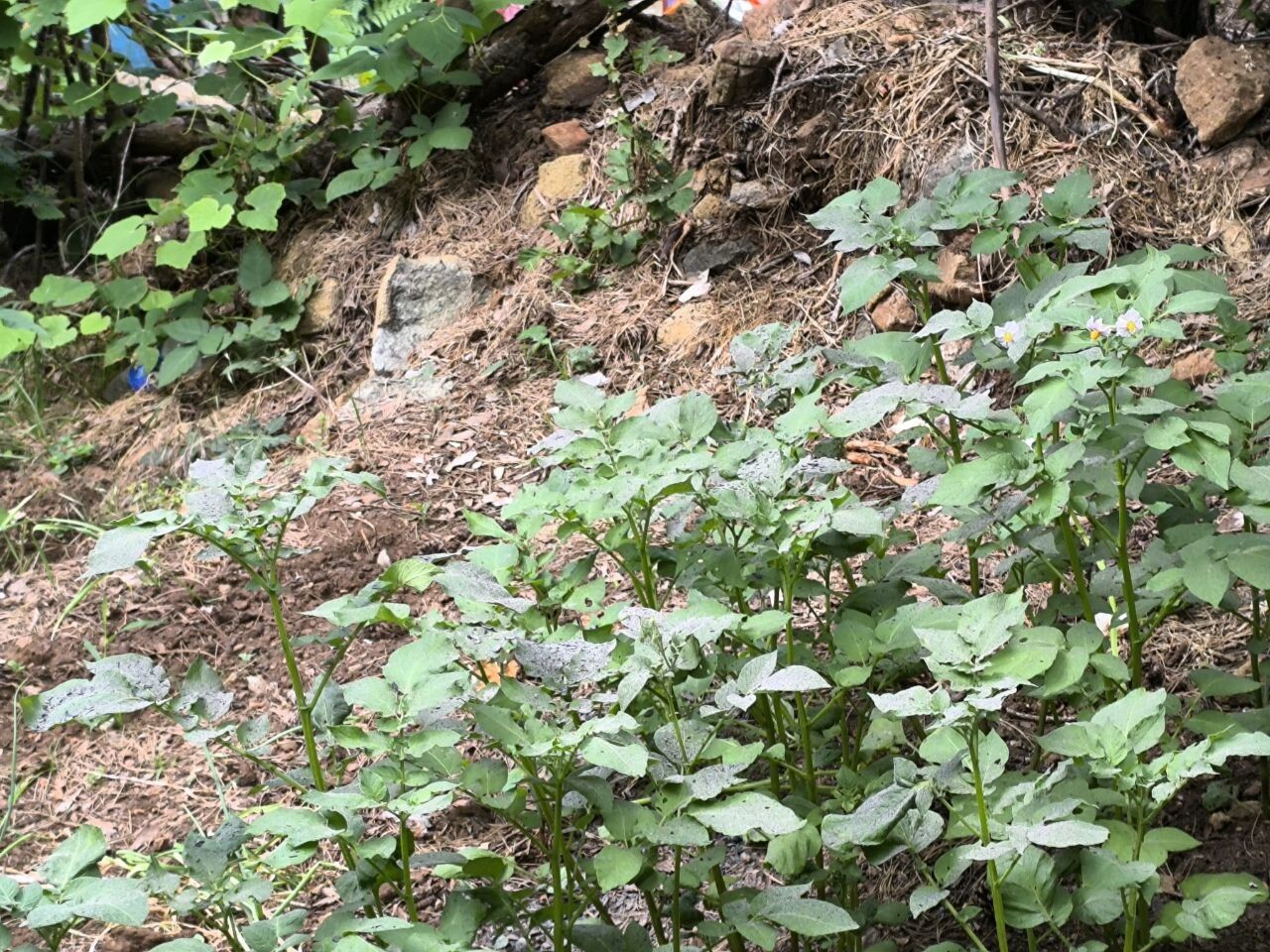 Odun Külüyle Doğal Tarımın Sırrı Ne (6)