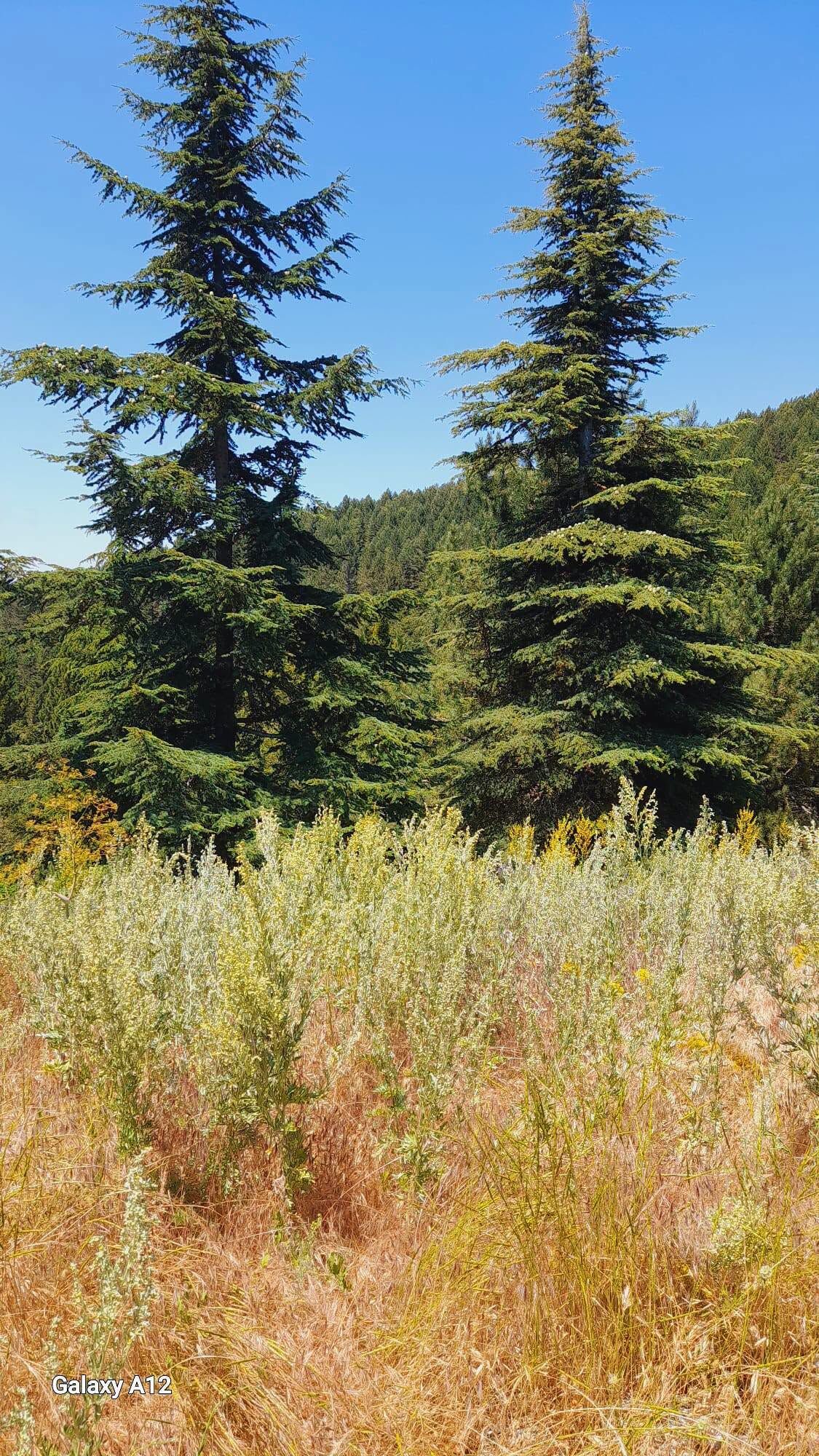 Osmaniye Amanoslarında Çomoğlu Ve Çağşırlı Güzelliği3