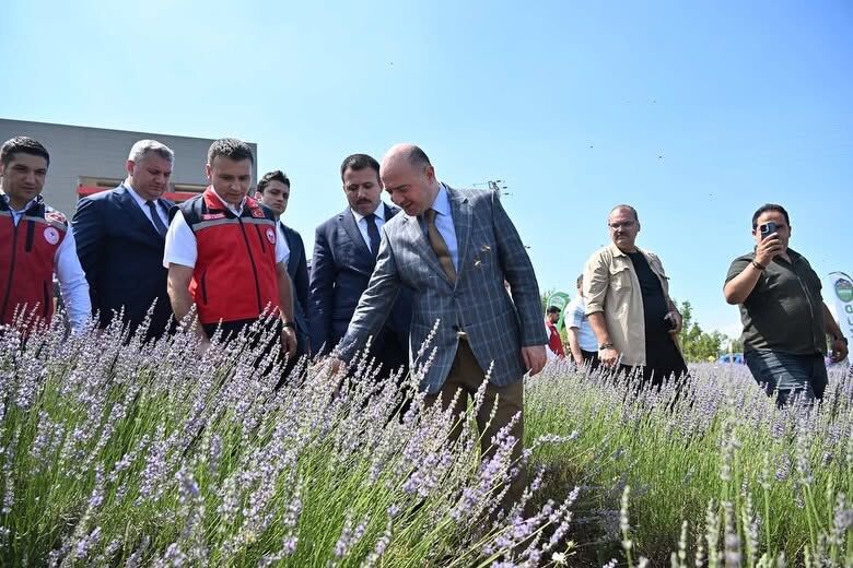 Osmaniye Düziçi’nde Lavanta Hasadı Üreticileri Sevindirdi2