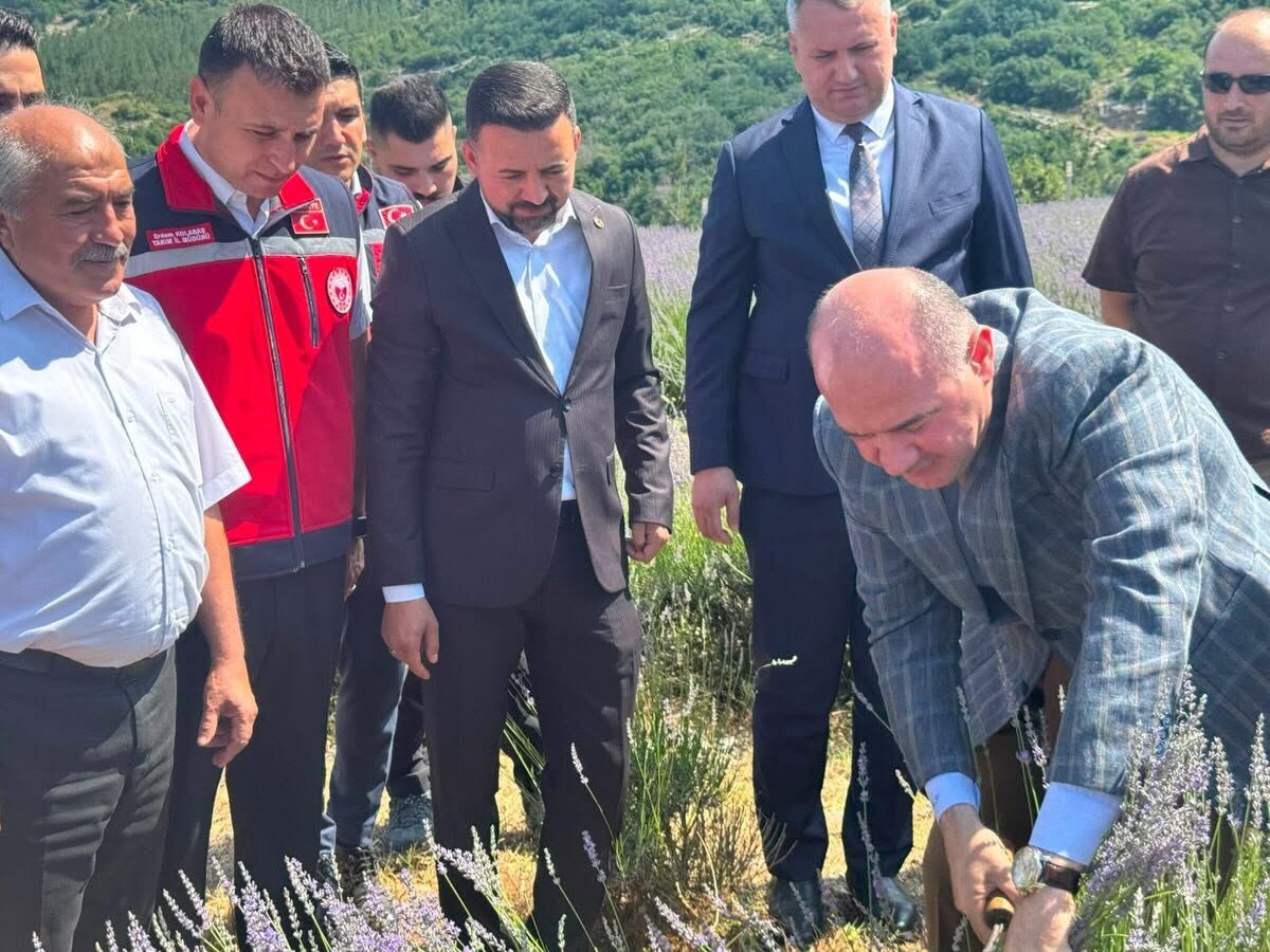 Osmaniye Düziçi’nde Lavanta Hasadı Üreticileri Sevindirdi3