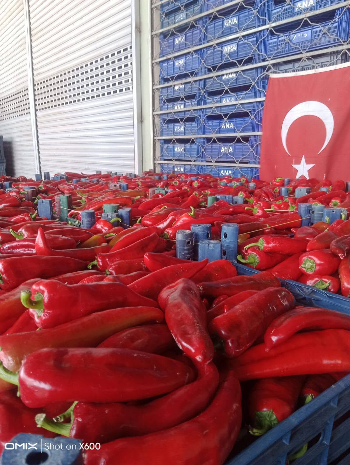 Osmaniye'de Salçalık Biber Satışı Başladı! İlk Fiyat 20 Tl (1)