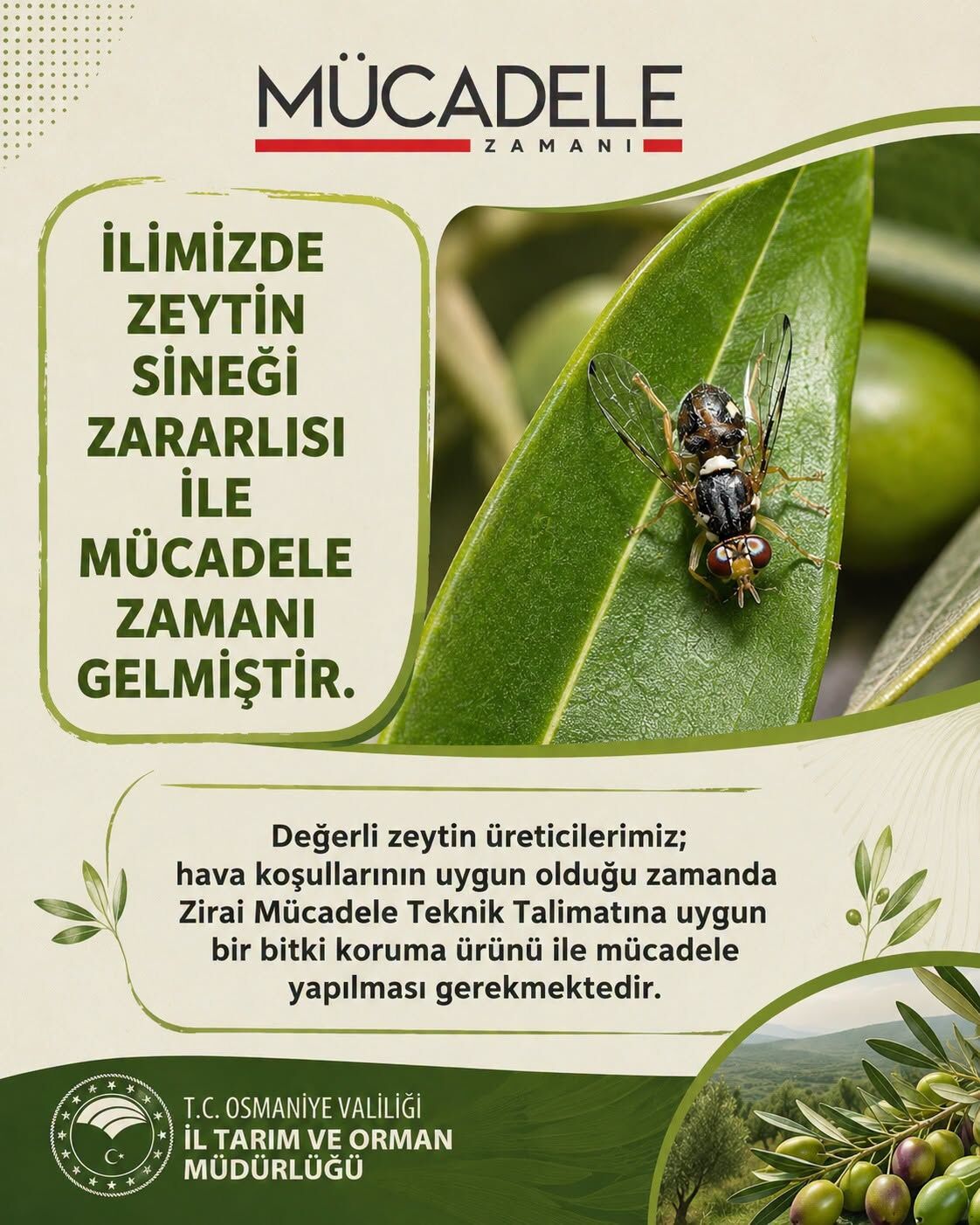 Osmaniye'de Zeytin Sineğine Karşı Kritik Uyarı2