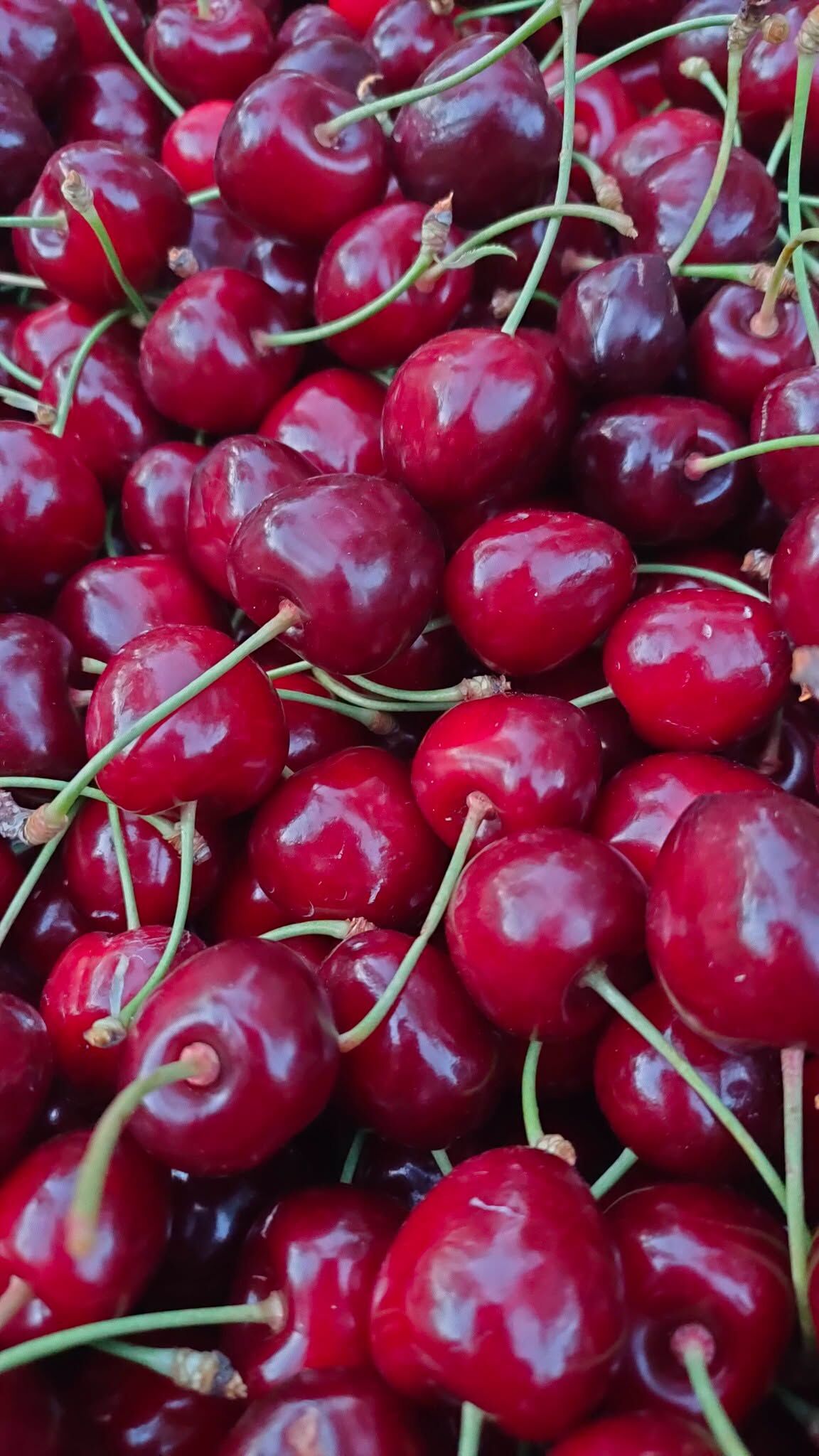 Saimbeyli Kirazı (2)