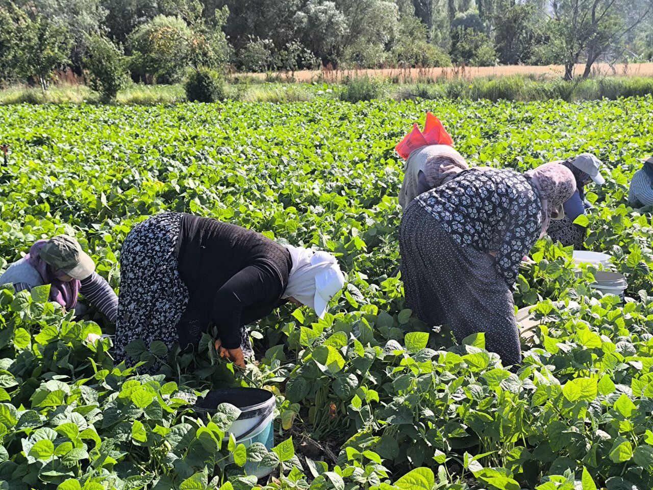 Tarlalarda Hasat Mesaisi Başladı Fasulyenin Kilosu 60 Lira1
