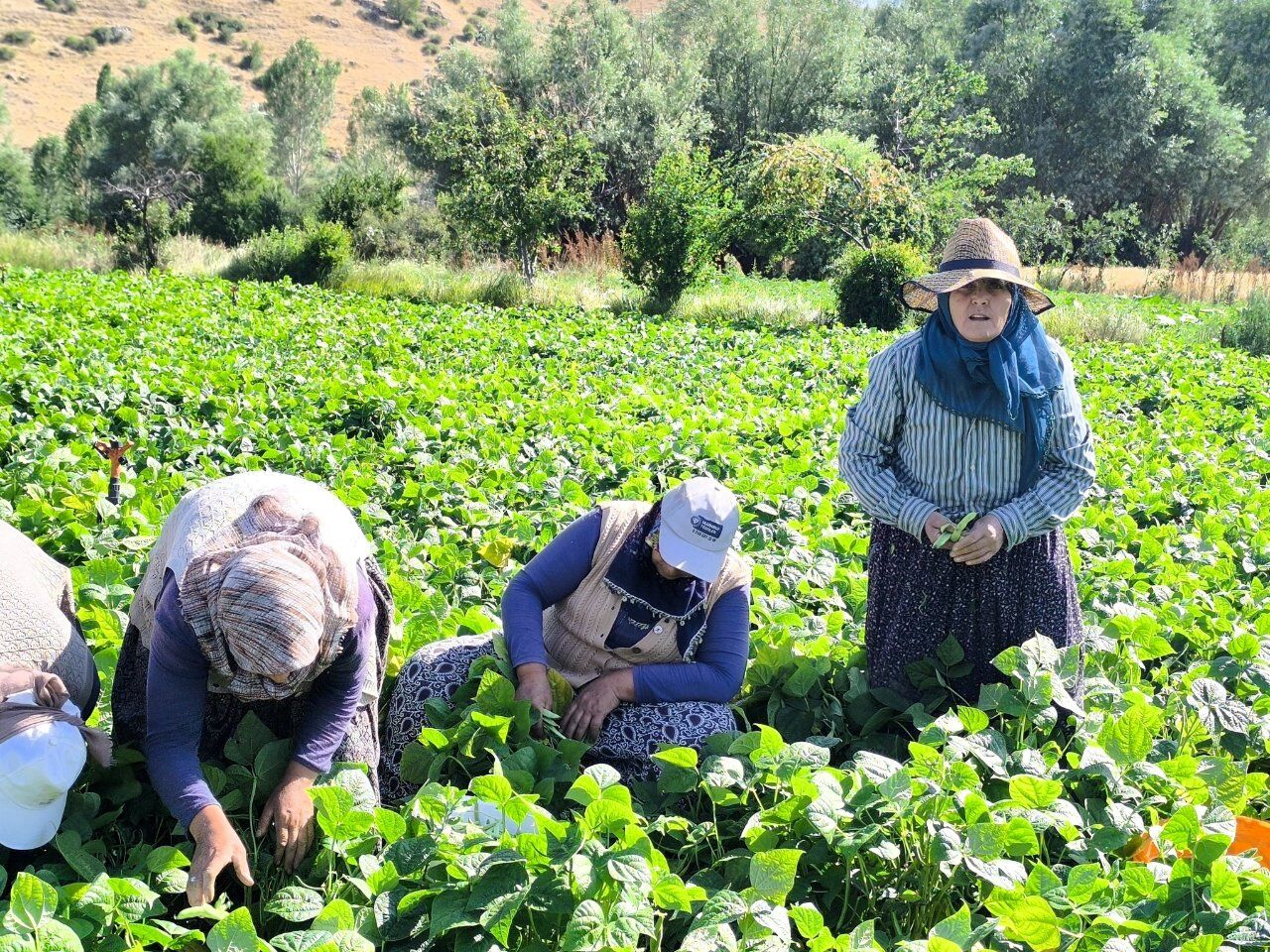 Tarlalarda Hasat Mesaisi Başladı Fasulyenin Kilosu 60 Lira2