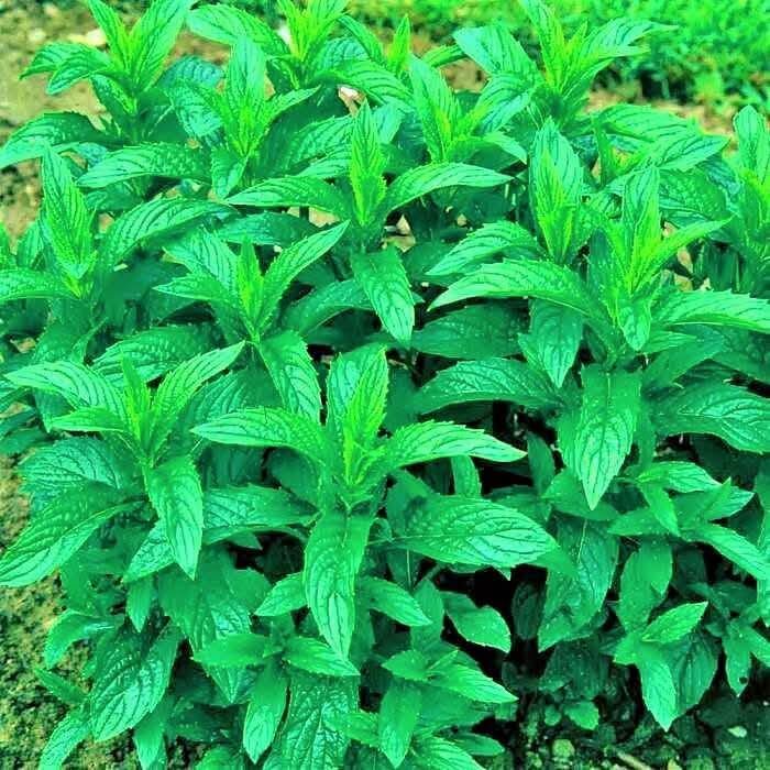 Zorkun Yaylası'nın Asırlık Lezzeti Toğga Çorbası (2)