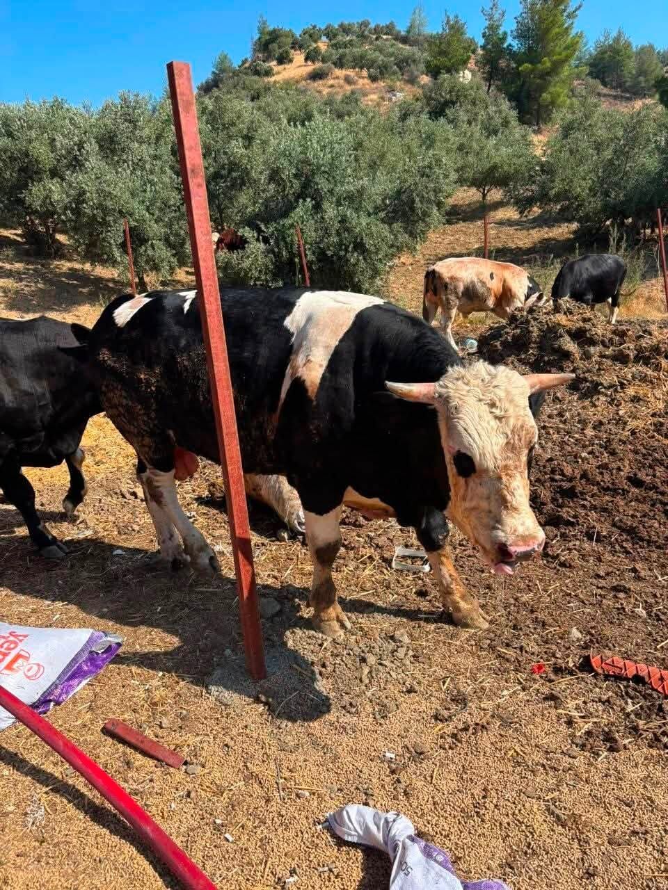 Antakya’da Yangından 6 Büyükbaş ve Köpek Kurtarıldı3