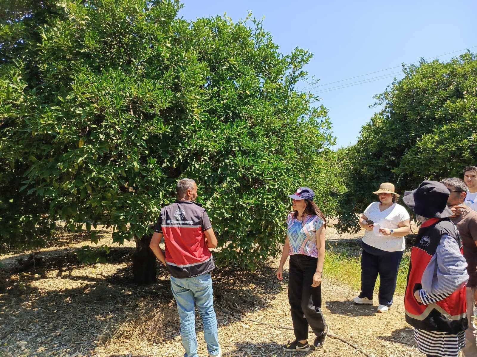 Antalya'da Turunçgil Rekoltesi İçin Saha Mesaisi