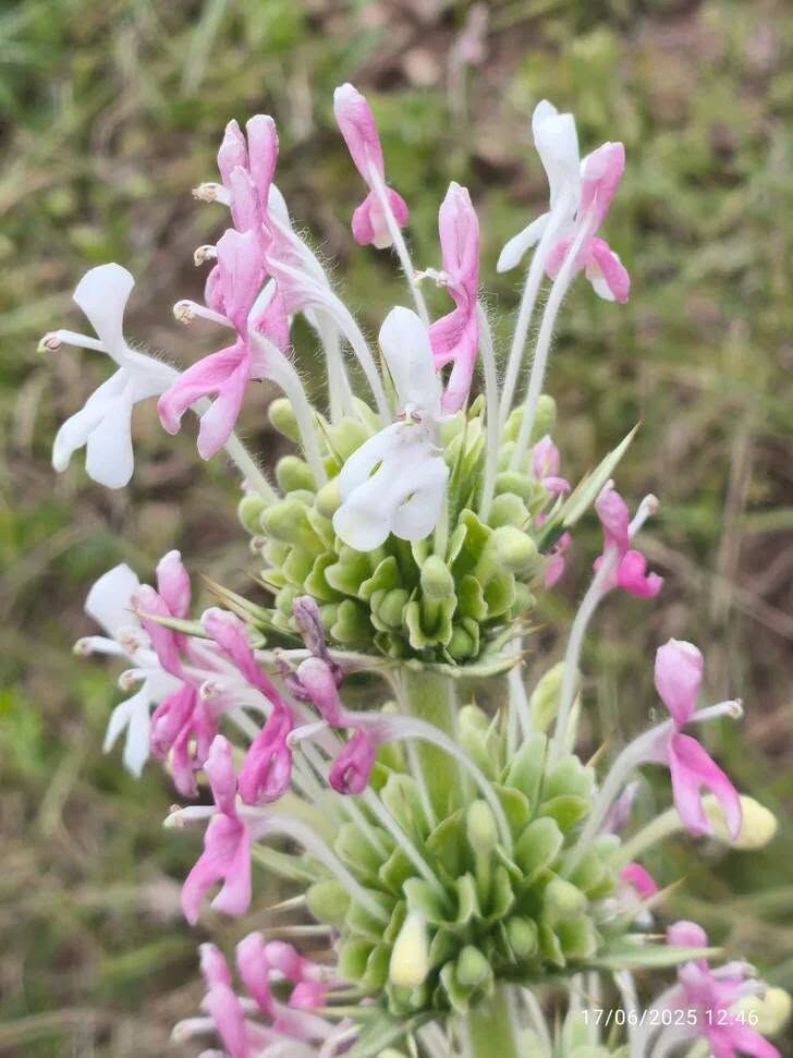 Doğa