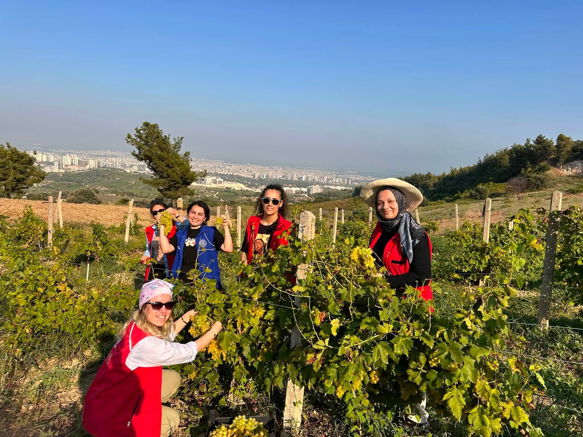 Tarsus’ta Gençler Üzüm Hasadına Katıldı-1