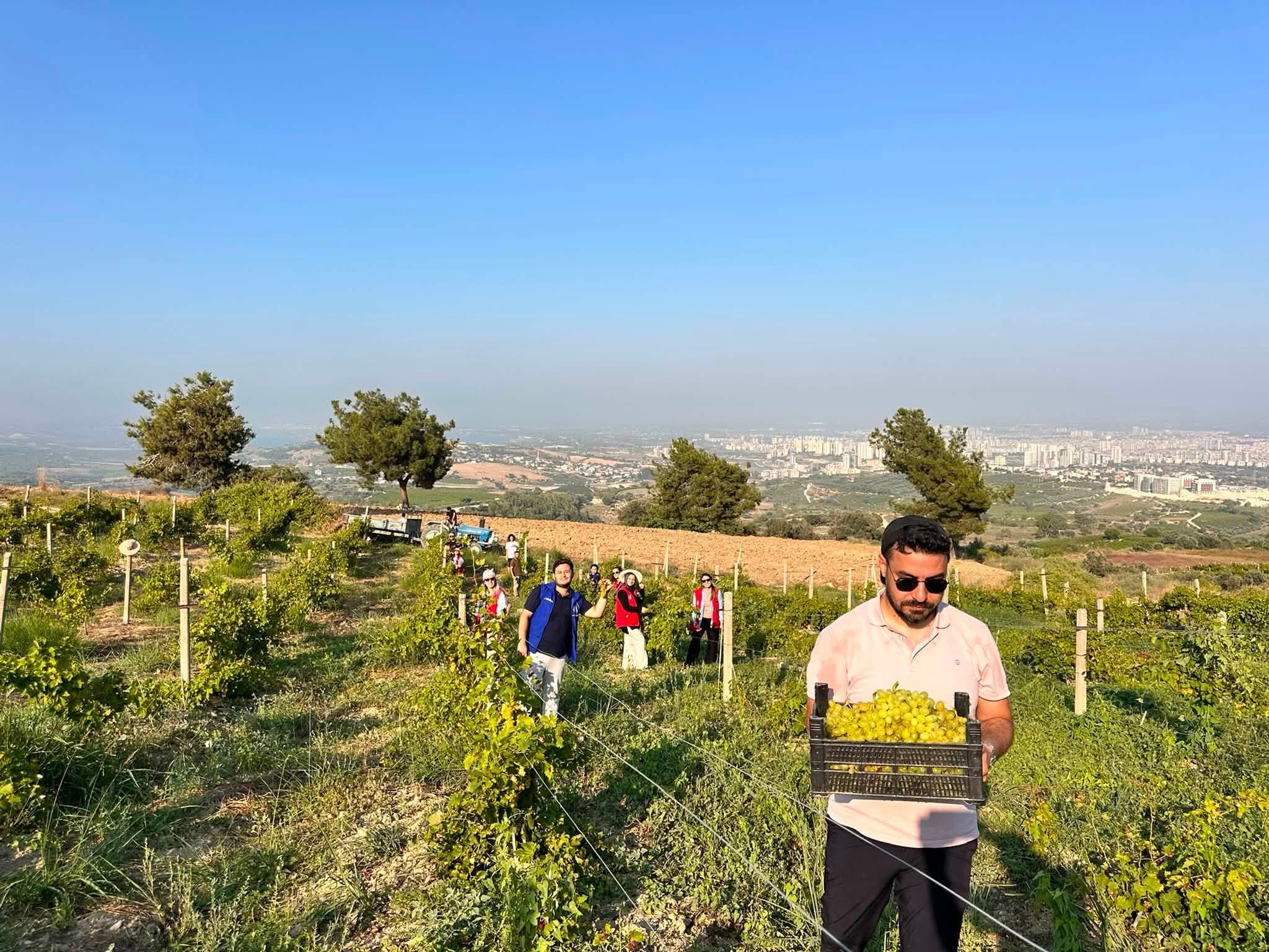 Tarsus’ta Gençler Üzüm Hasadına Katıldı