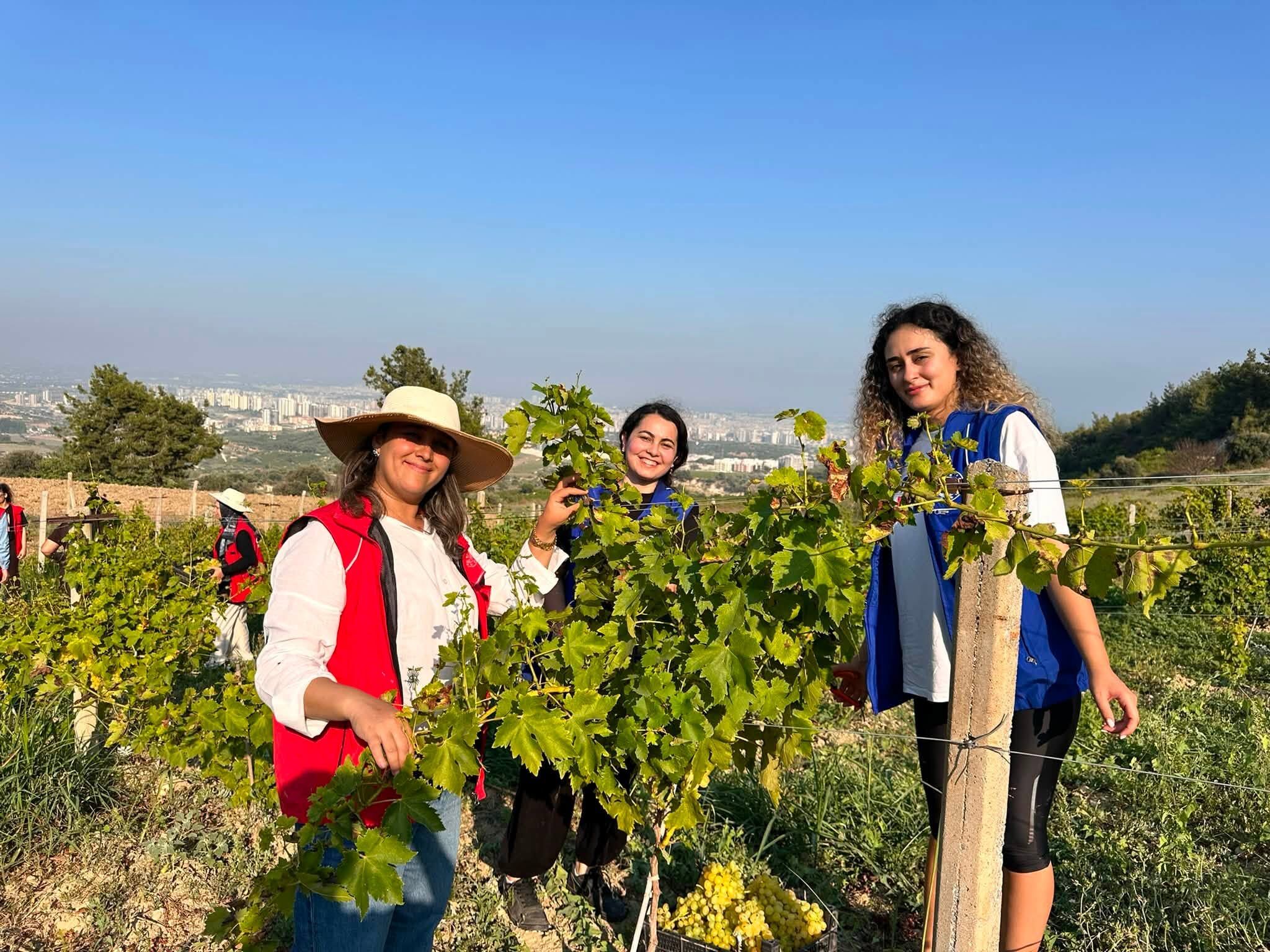 Tarsus’ta Gençler Üzüm Hasadına Katıldı