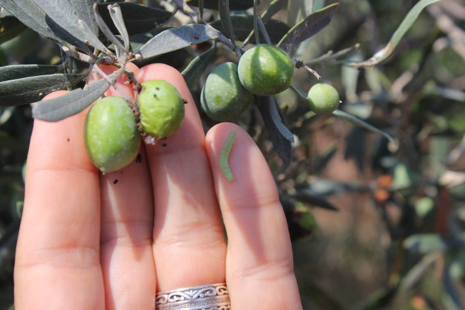 Düziçi’nde zeytin bahçelerinde zararlı alarmı