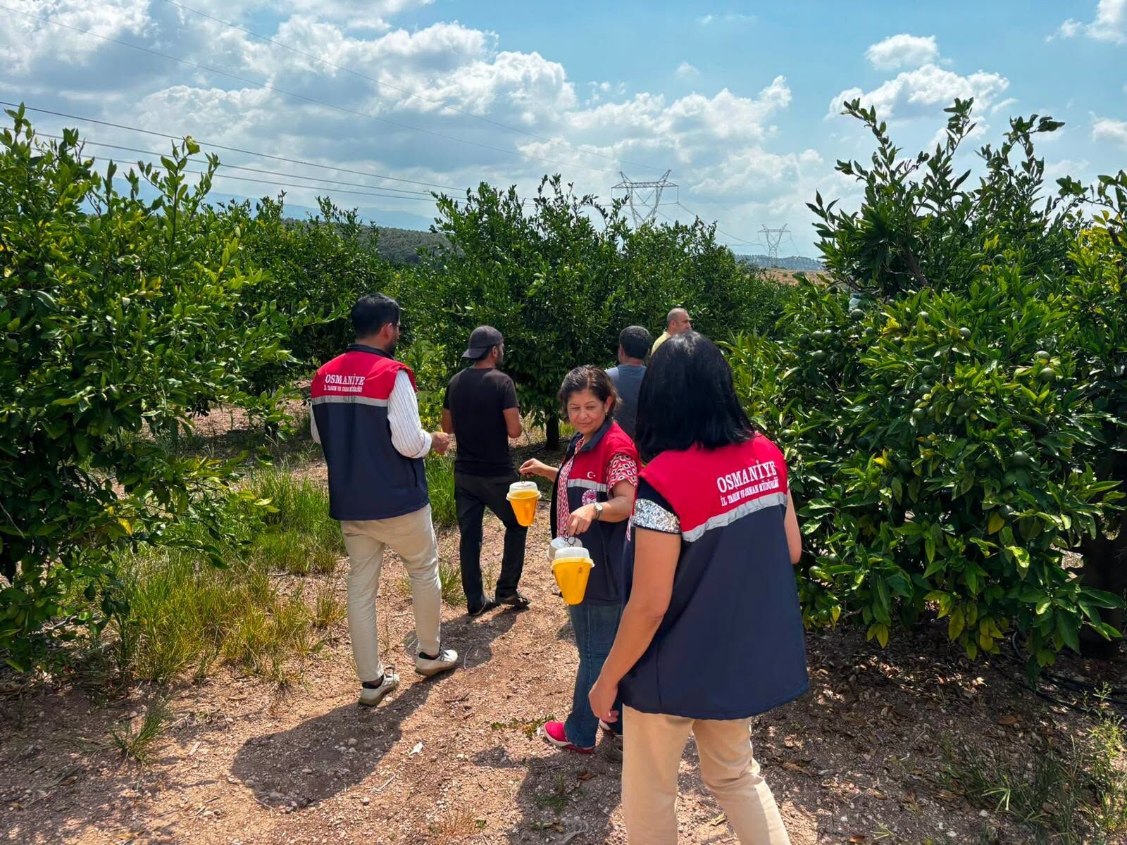 Toprakkale’de narenciye üreticilerine sinek uyarısı-1