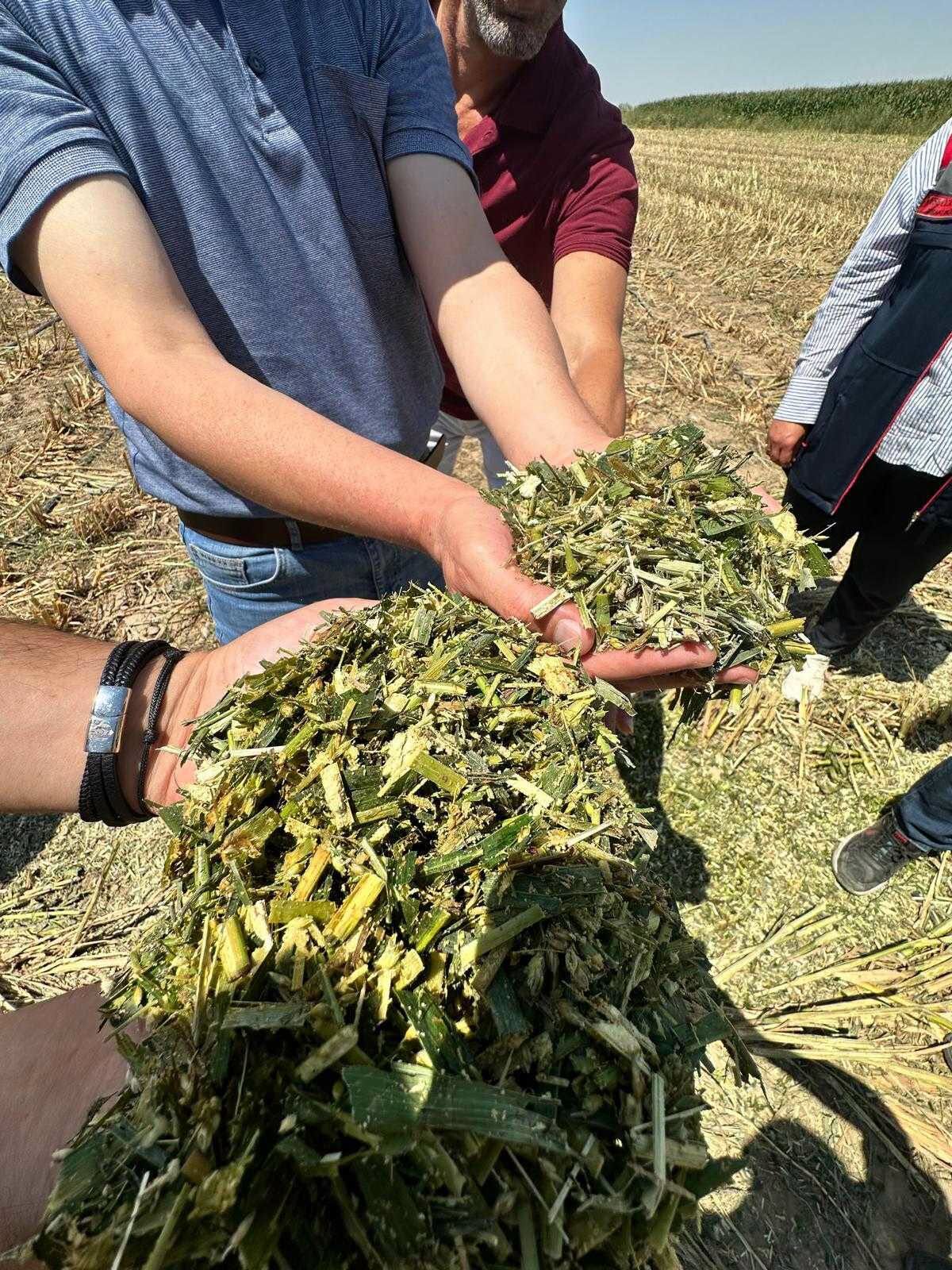Ereğli’de Sorgum Sudan Otu Hasadı Bereket Getirdi