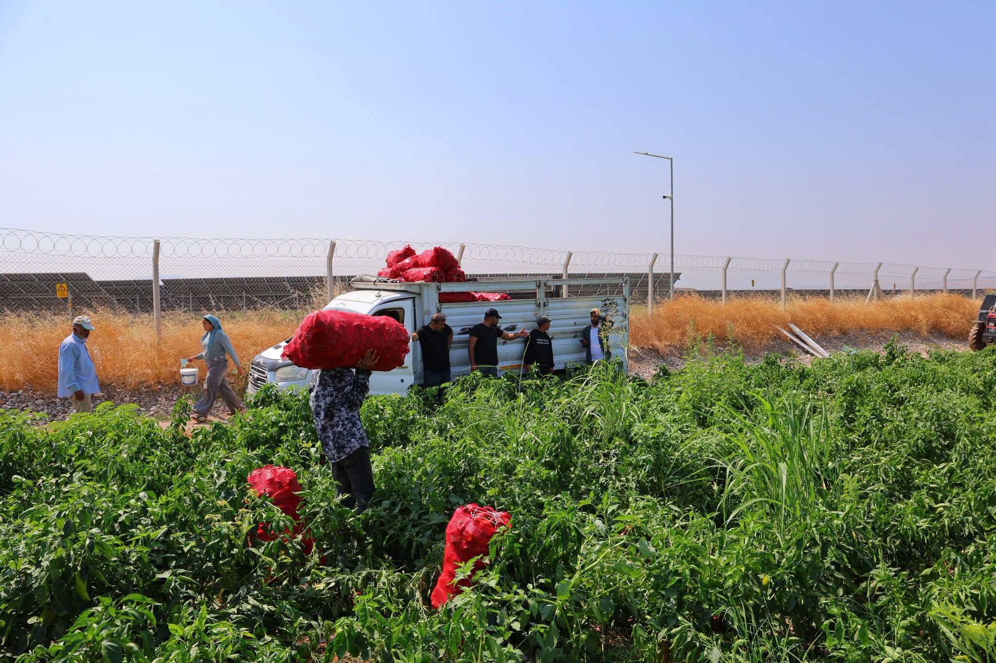 Kahramanmaraş’ta Salçalık Biber Hasadı Başladı-1