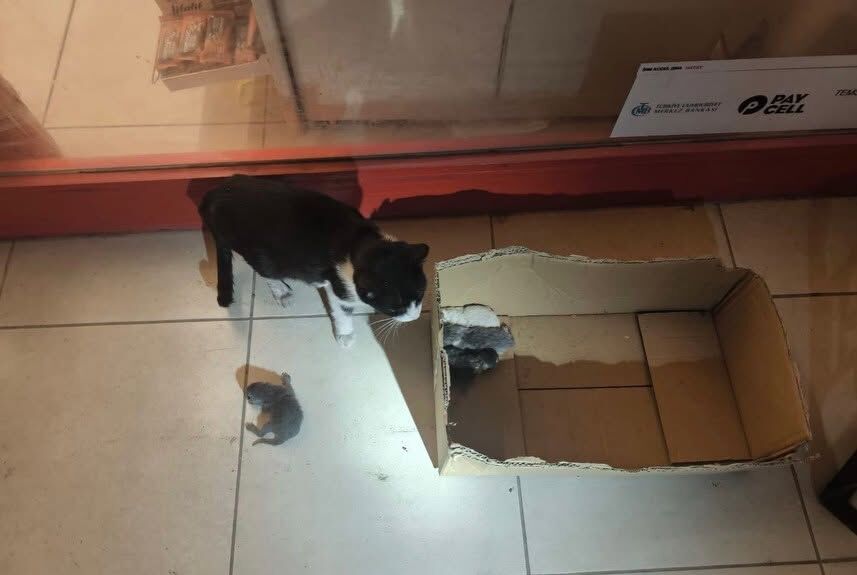 Hatay’da itfaiye ekipleri patili dostları kurtardı-1