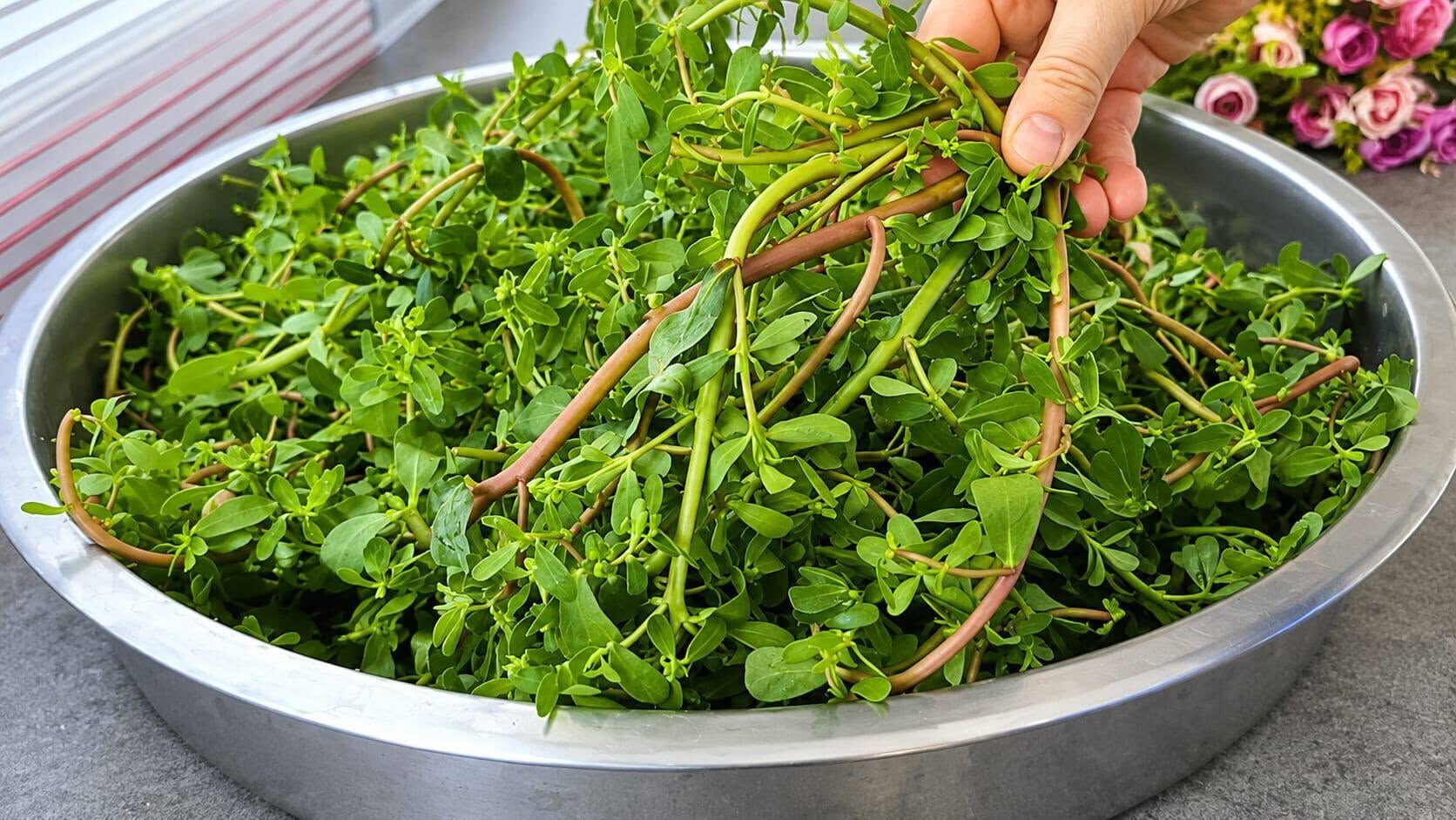 Osmaniye Usulü Semizotu Turşusu Tarifi