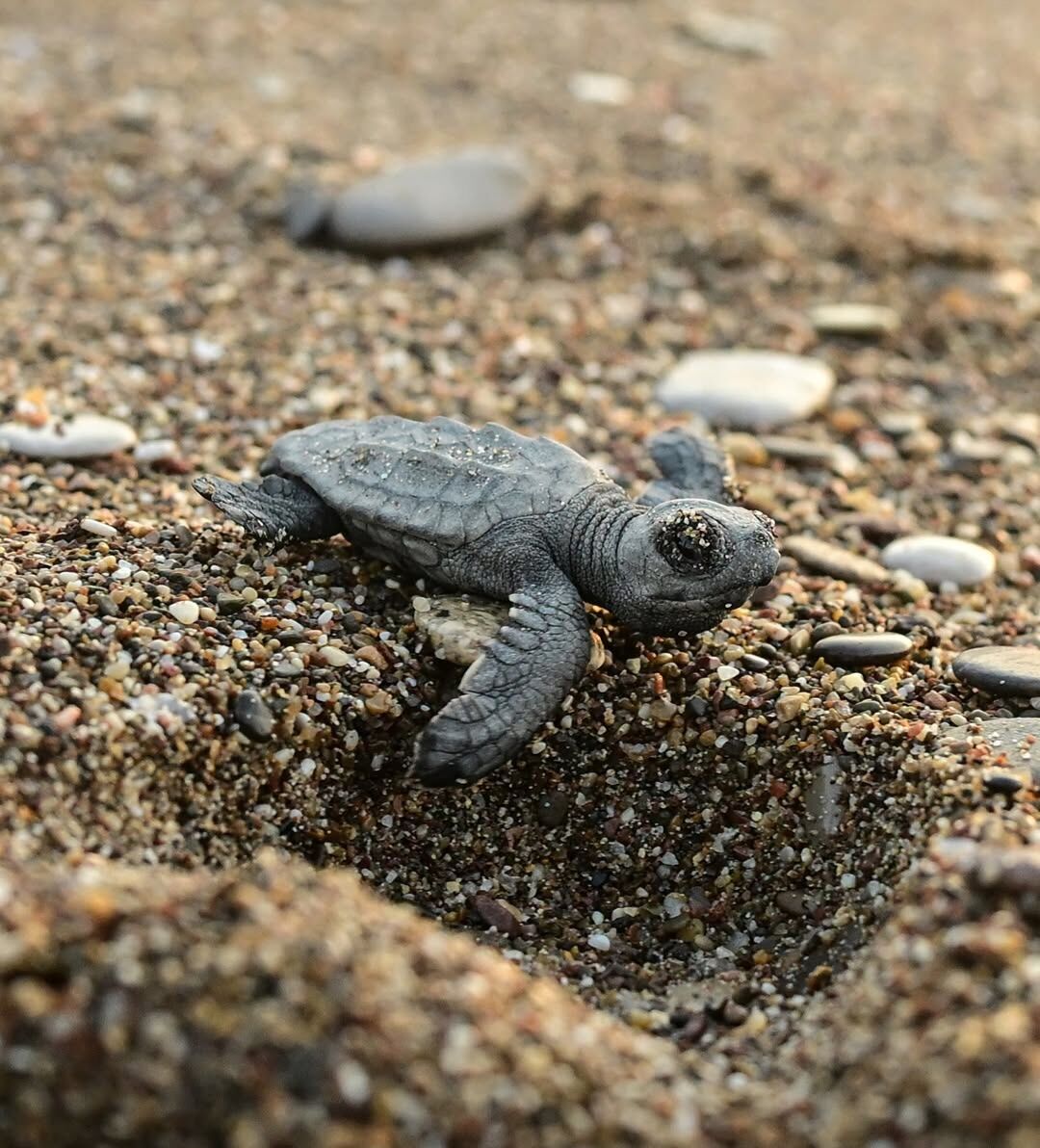 Caretta Caretta Yavruları Akdeniz’e İlk Adımlarını Attı