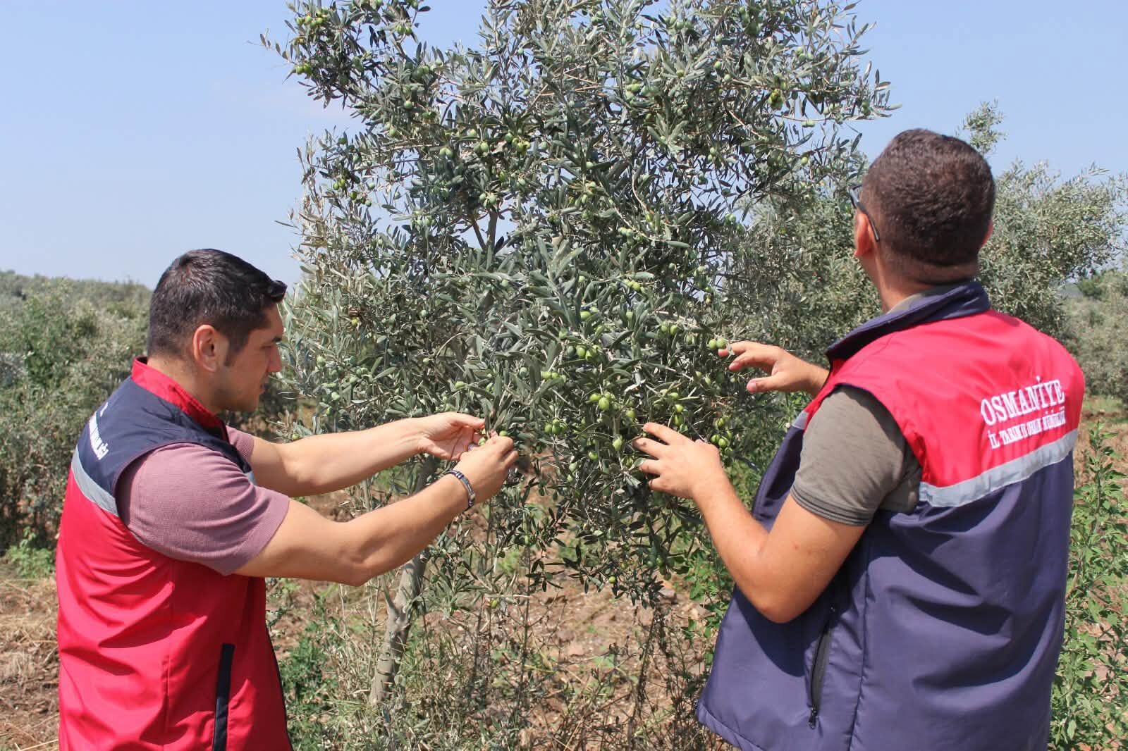 Düziçi’nde zeytin bahçelerinde zararlı alarmı