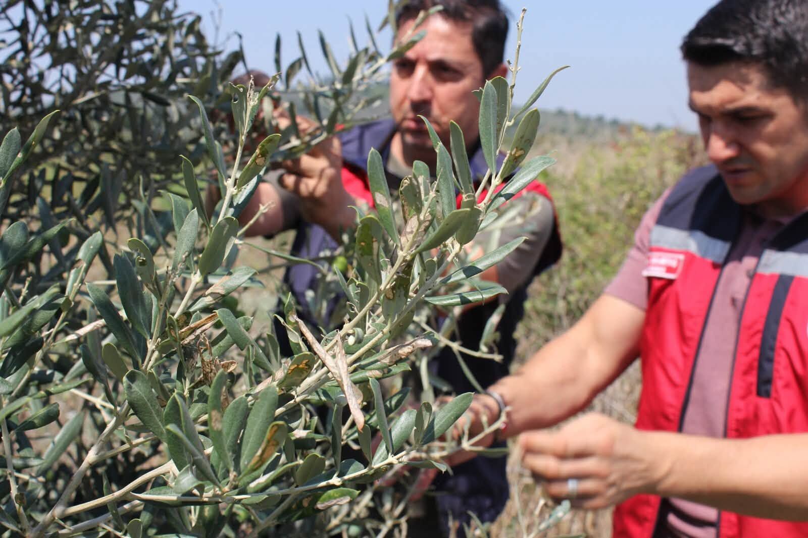 Düziçi’nde zeytin bahçelerinde zararlı alarmı