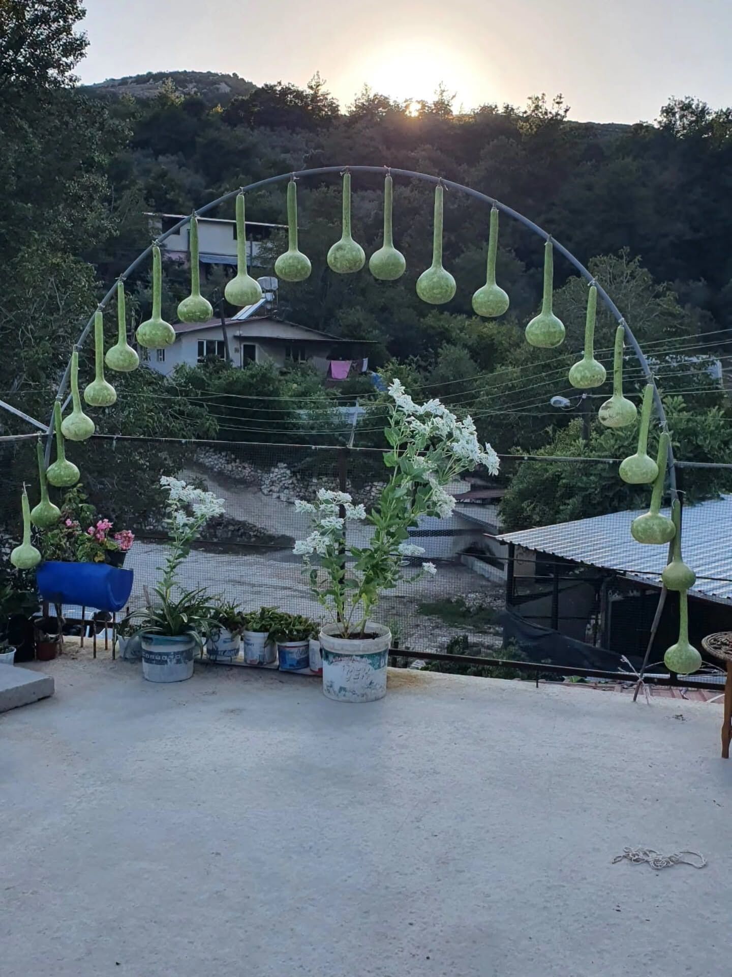 Yayladağı Yenice’de Su Kabakları Hasat Ediliyor