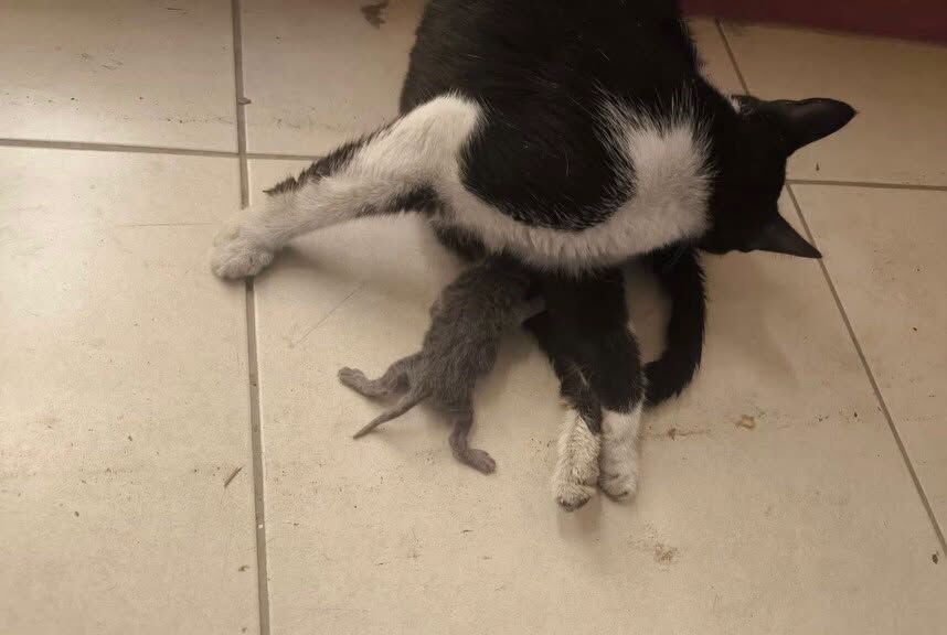 Hatay’da itfaiye ekipleri patili dostları kurtardı