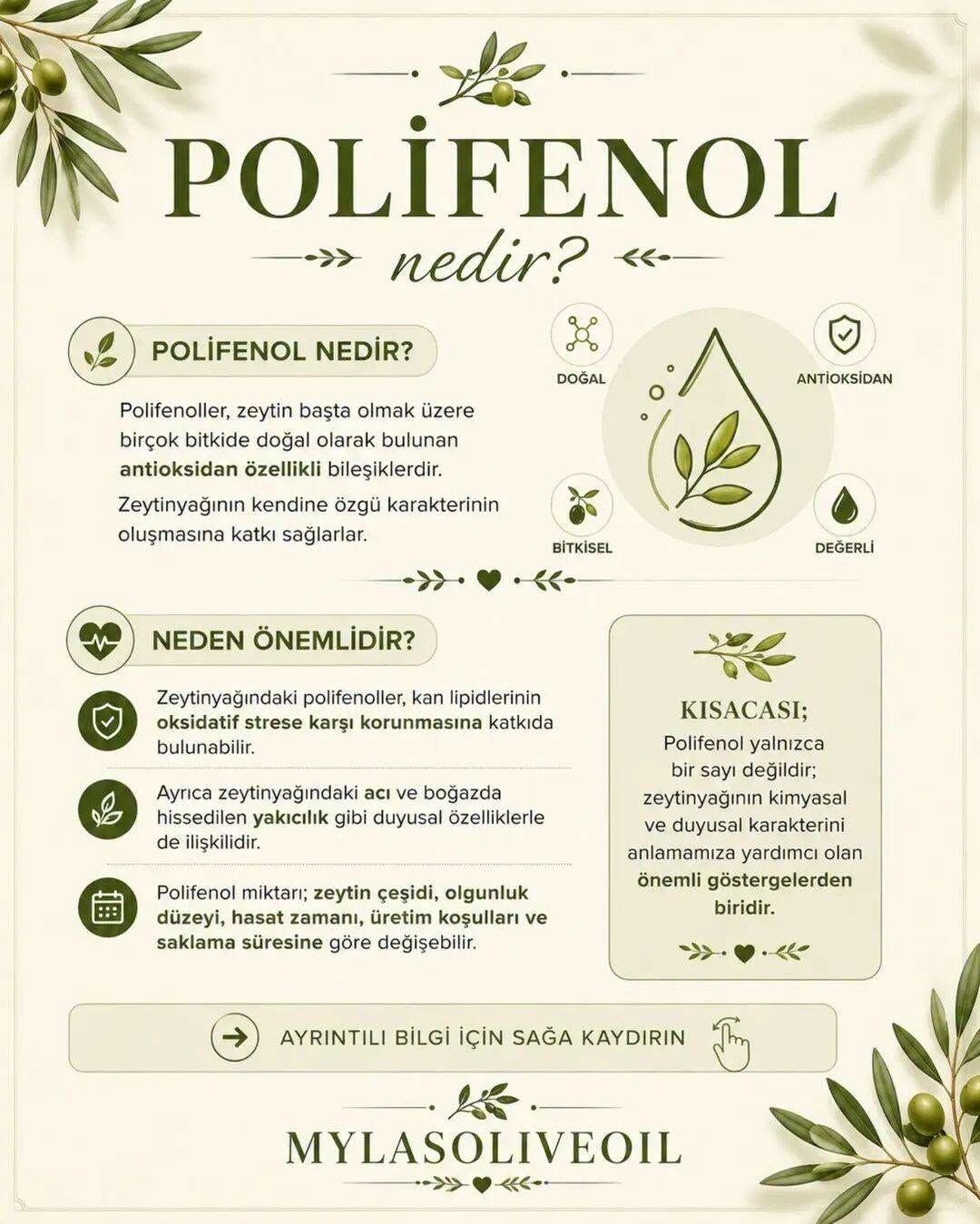 Zeytinyağında polifenol nedir ve neden önemlidir?