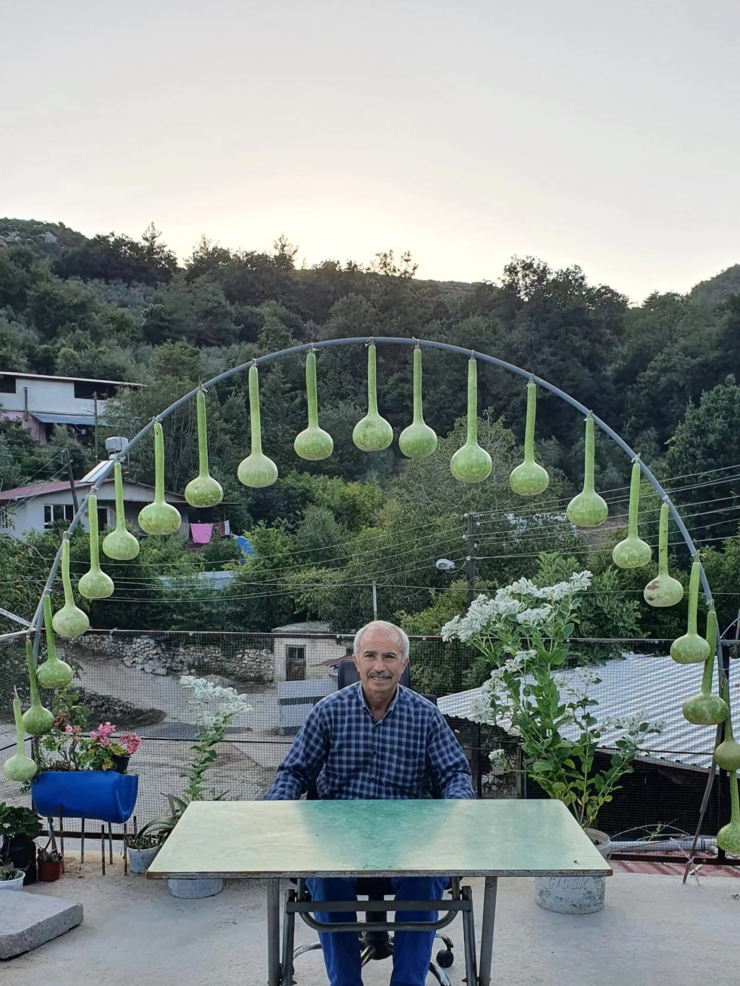 Yayladağı Yenice’de Su Kabakları Hasat Ediliyor