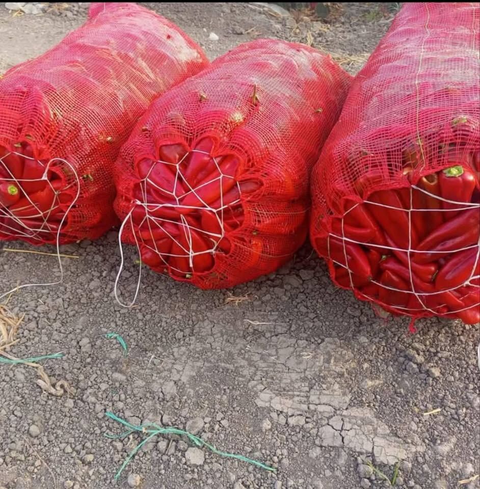 Adana'da Alçalık Biber Hasadı Hız Kesmiyor (2)