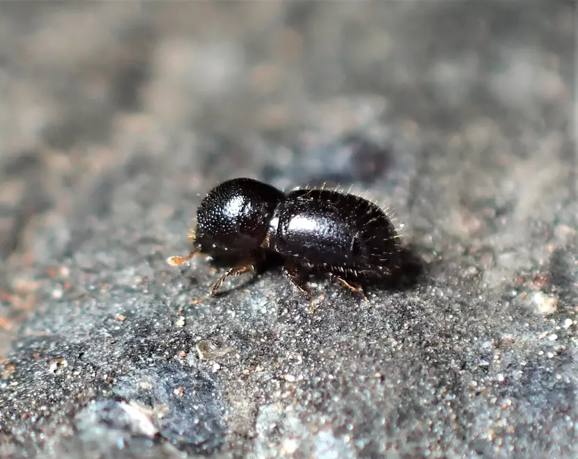 Böcek1