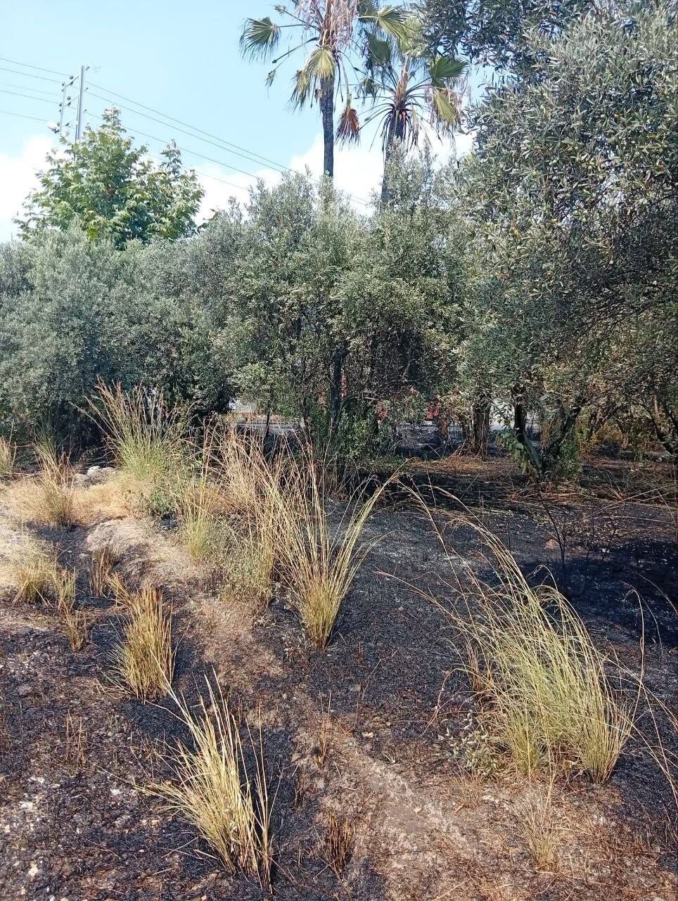 Hatay Erzin’de Ağaçlık Alan Yangını Kısa Sürede Söndürüldü4
