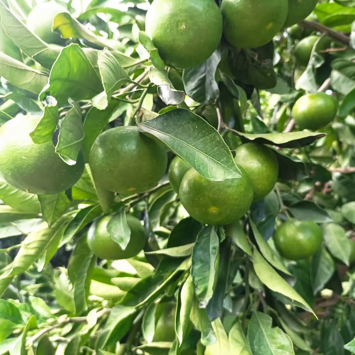 Hatay’da Mandalina Hasadı Başladı Çiftçi Fiyat Bekliyor2