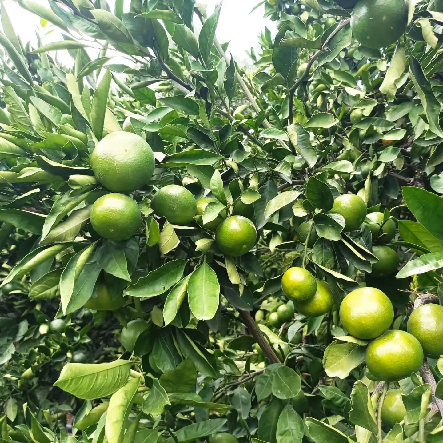 Hatay’da Mandalina Hasadı Başladı Çiftçi Fiyat Bekliyor3