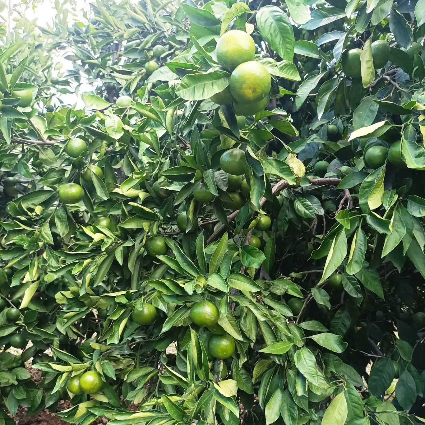 Hatay’da Mandalina Hasadı Başladı Çiftçi Fiyat Bekliyor4