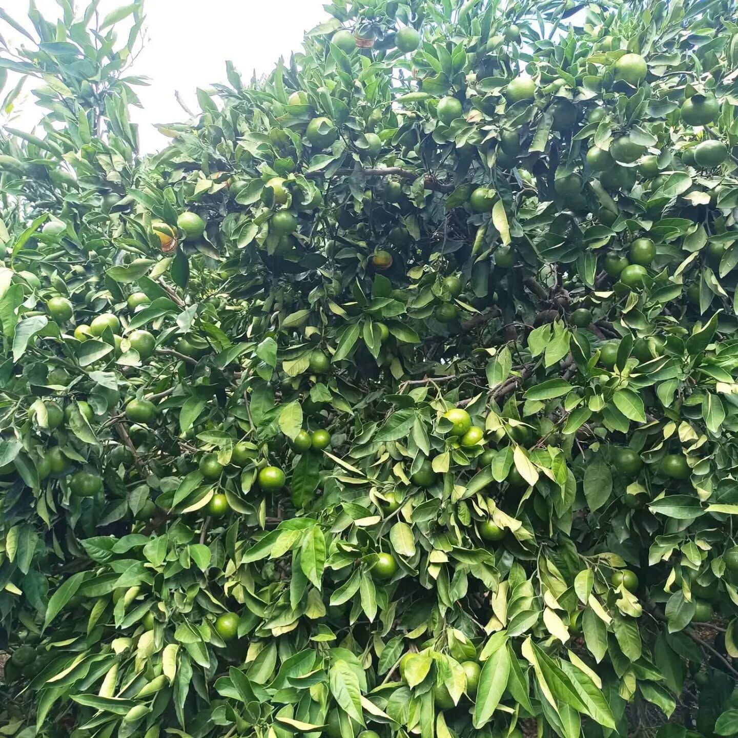 Hatay’da Mandalina Hasadı Başladı Çiftçi Fiyat Bekliyor5