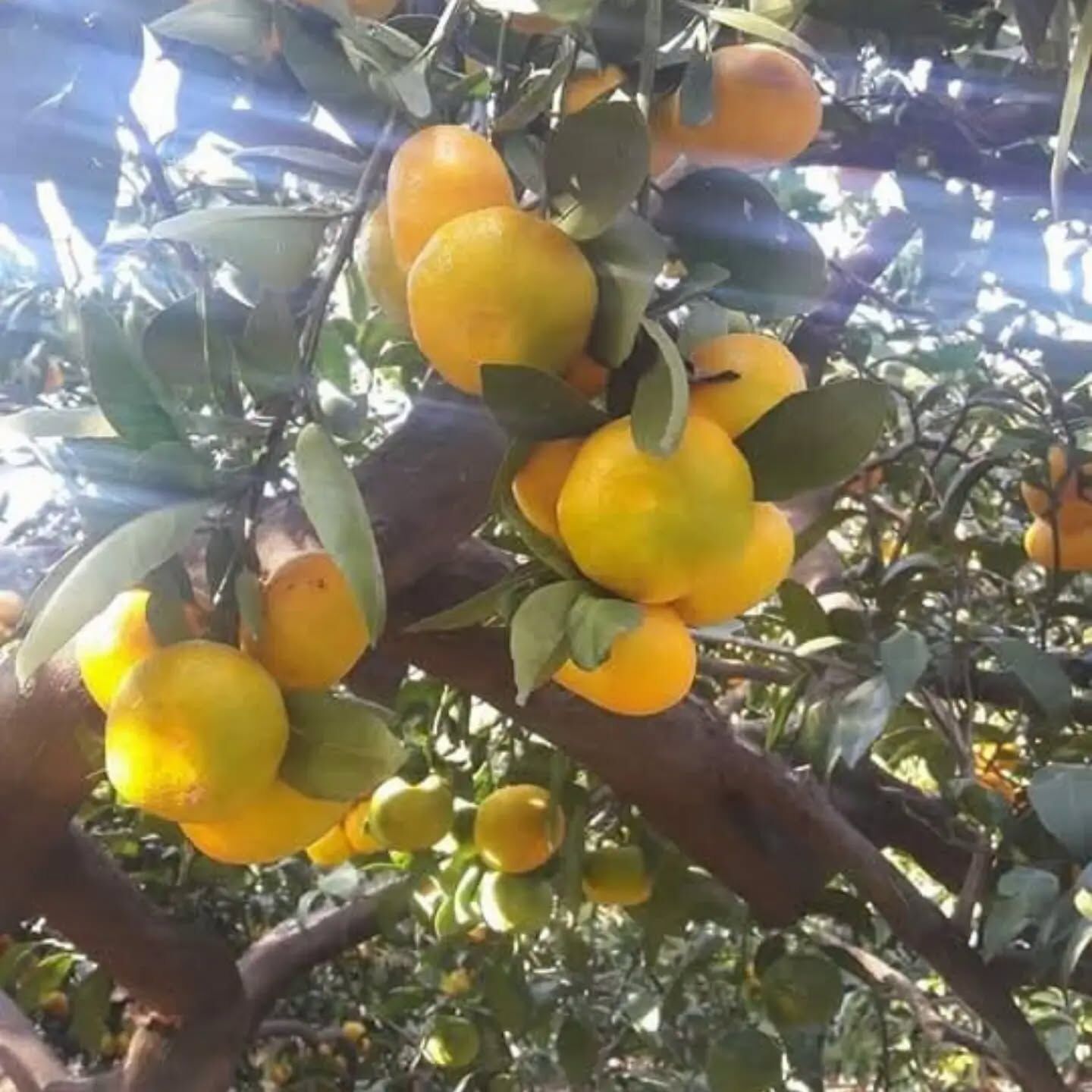 Hatay’da Mandalina Hasadı Başladı Çiftçi Fiyat Bekliyor6