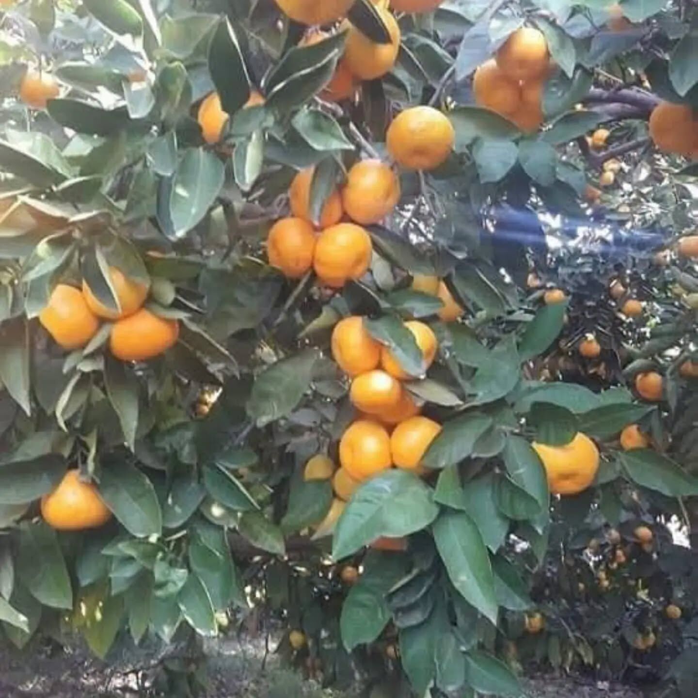 Hatay’da Mandalina Hasadı Başladı Çiftçi Fiyat Bekliyor7