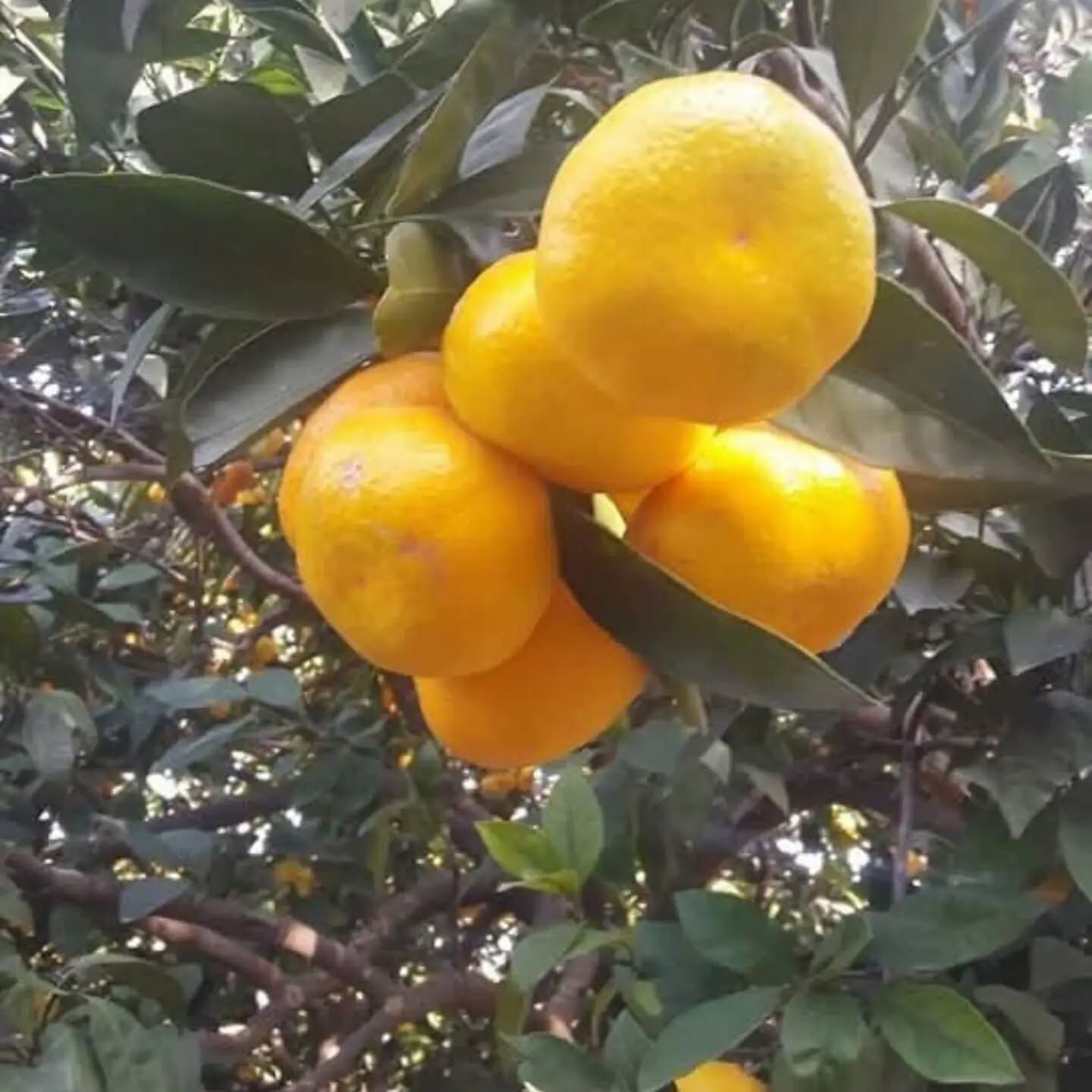 Hatay’da Mandalina Hasadı Başladı Çiftçi Fiyat Bekliyor8