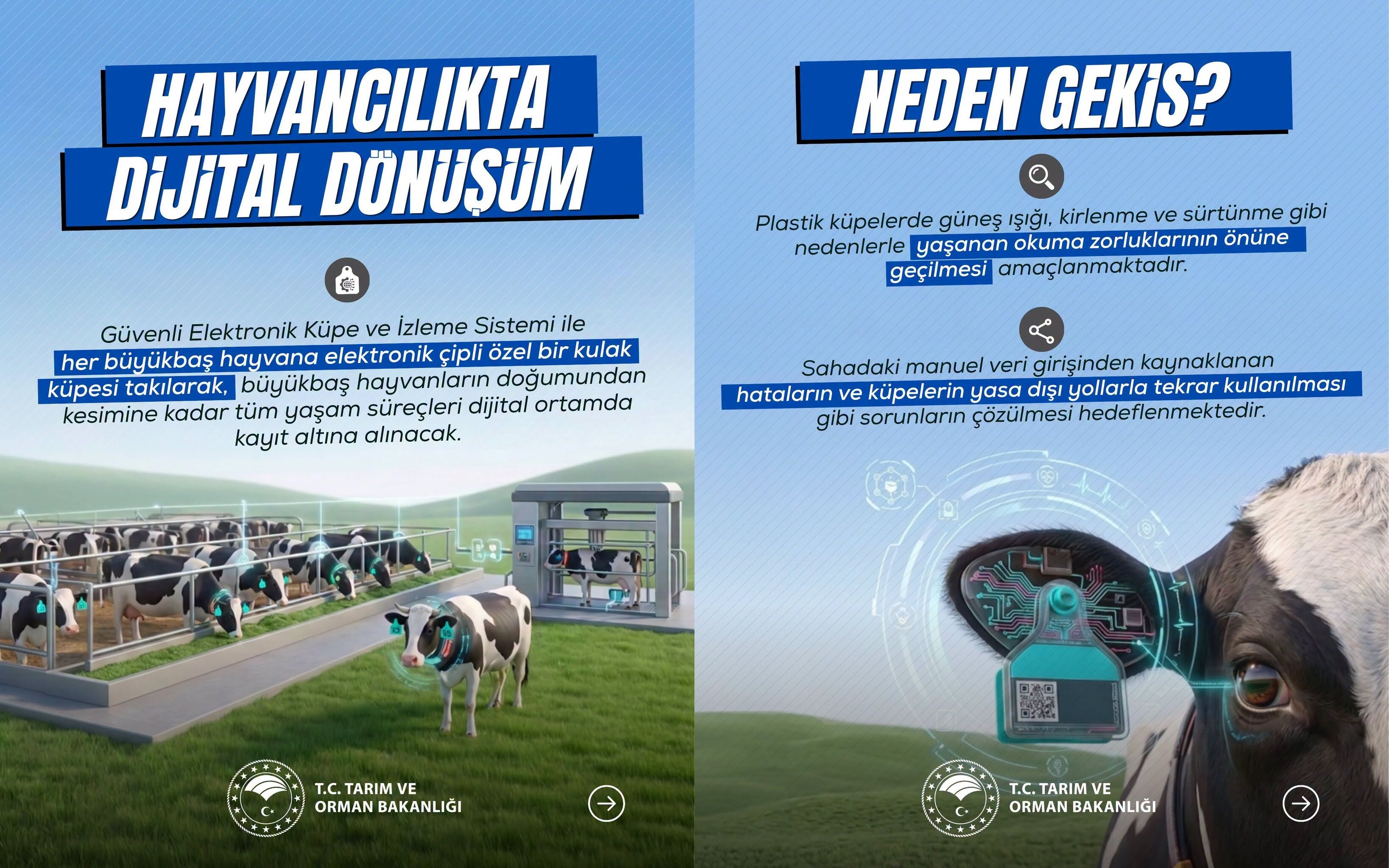 Hayvancılık (2)