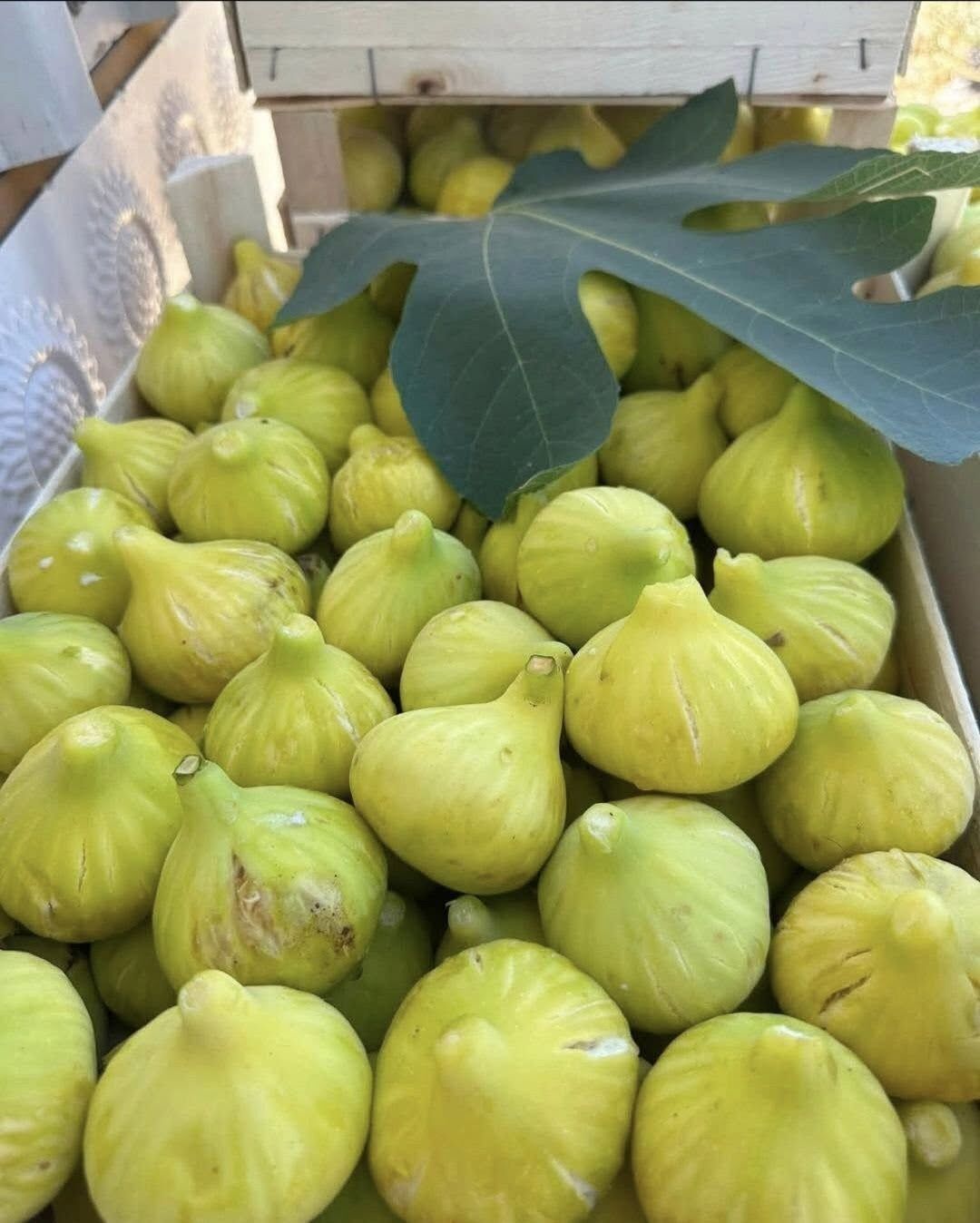 Incir-6