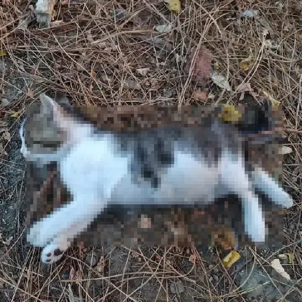 Işkence Kedi