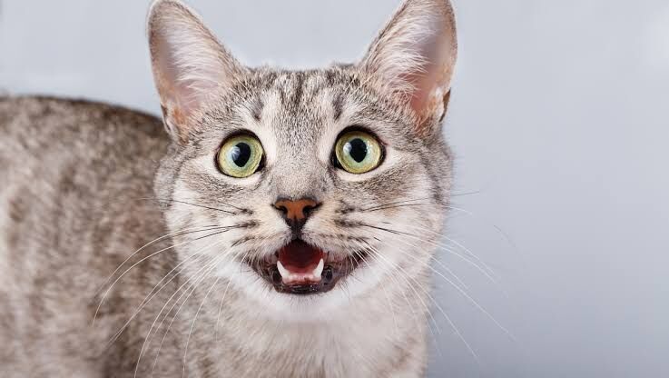 Kedi-5